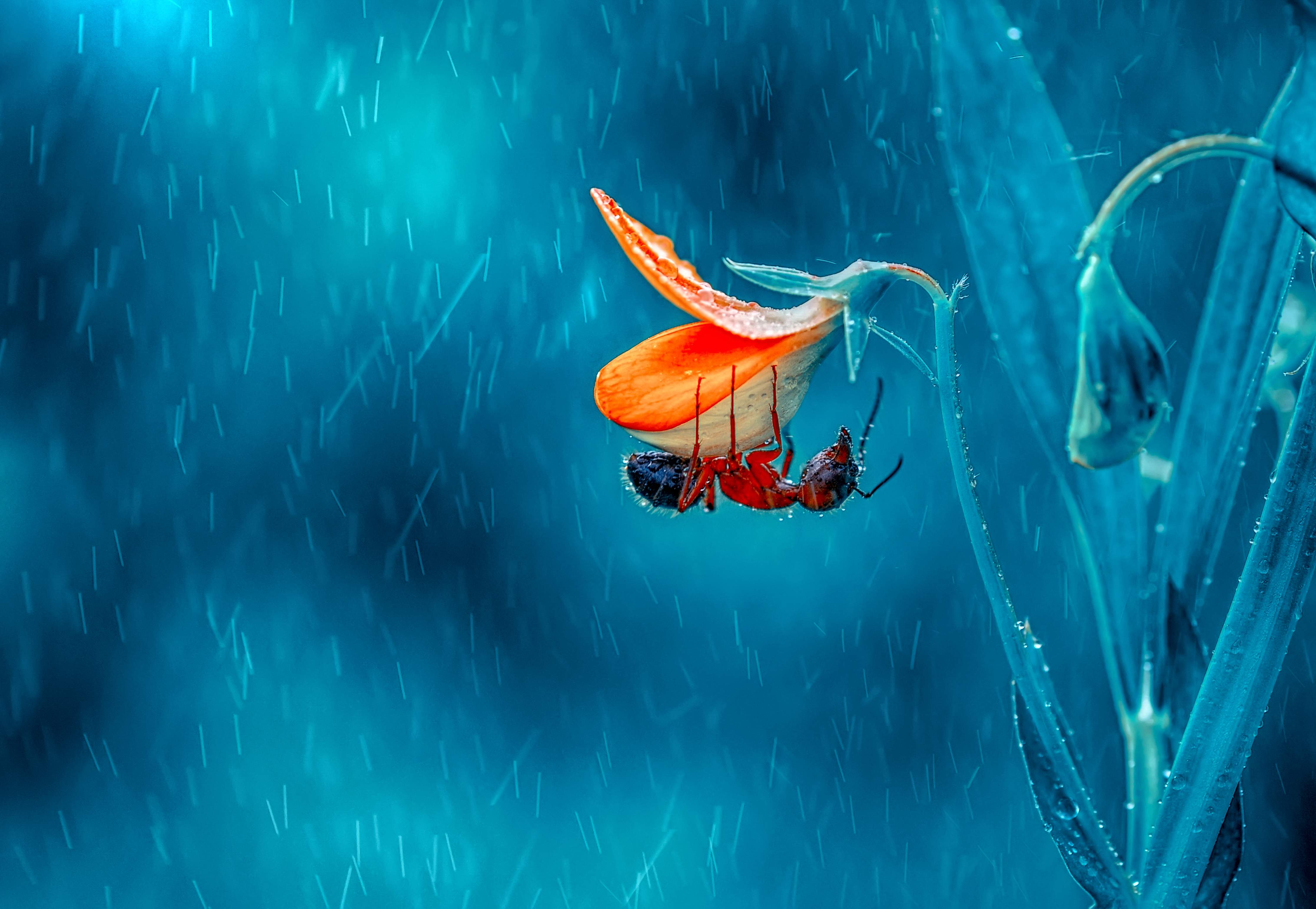 Große Wandbilder-Bergkrabbe mit orangefarbenem Panzer bei Regen