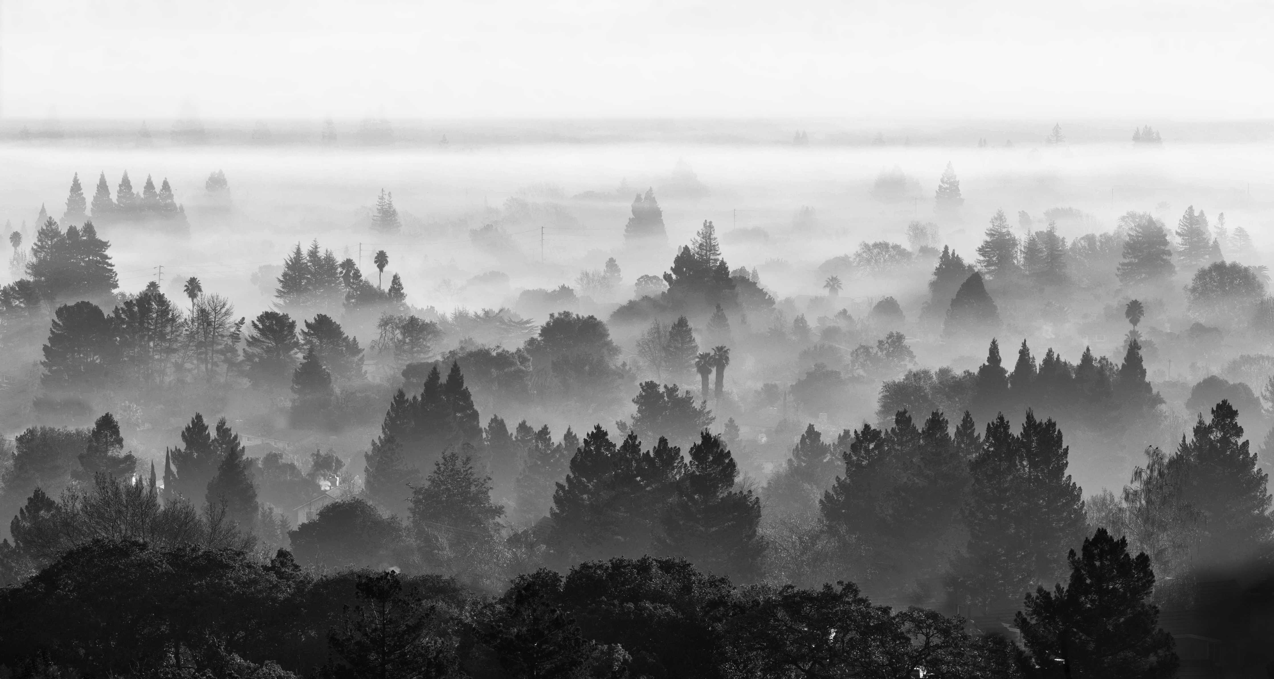Große Wandbilder-Beruhigender Nebel im Wald