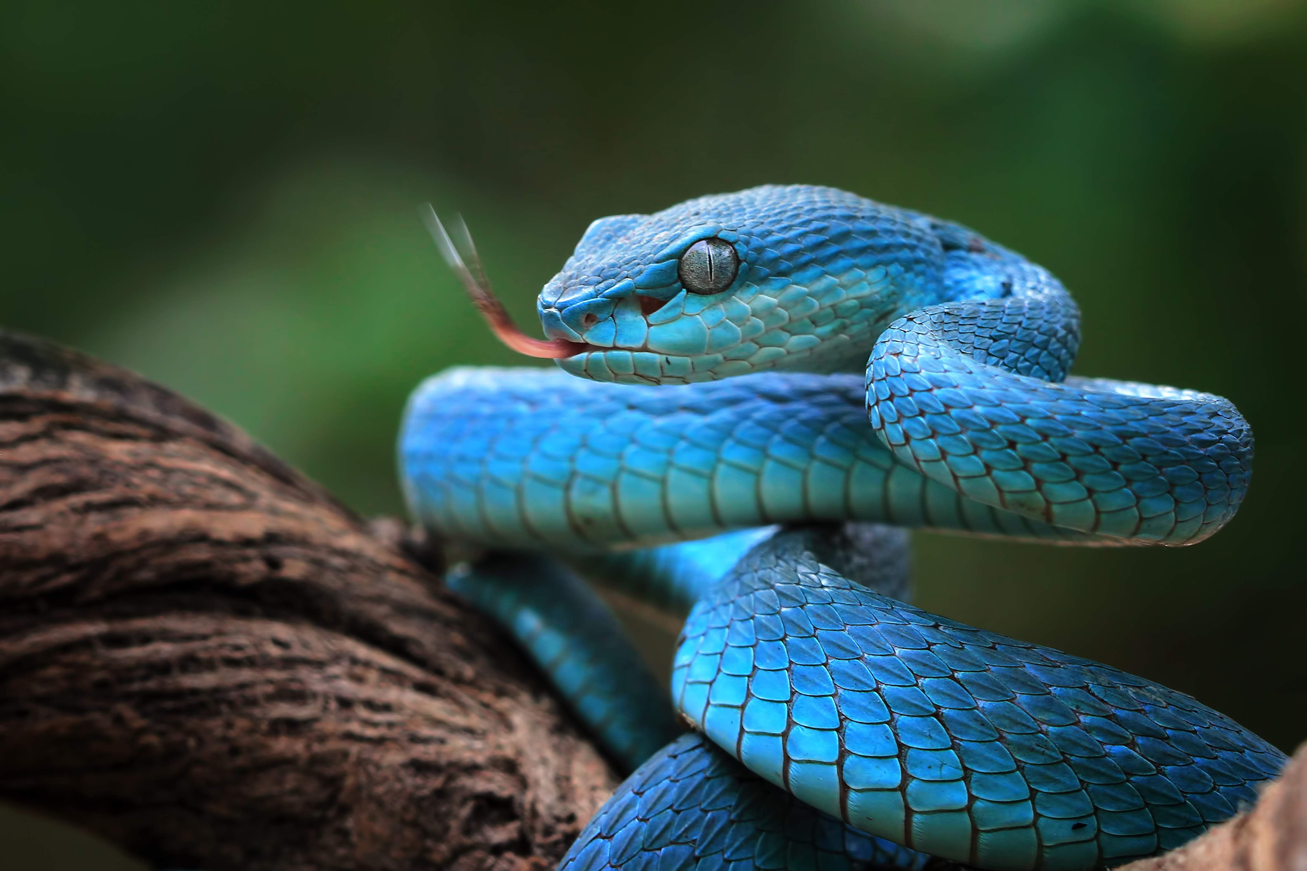 Große Wandbilder-Blaue Viper Nahaufnahme