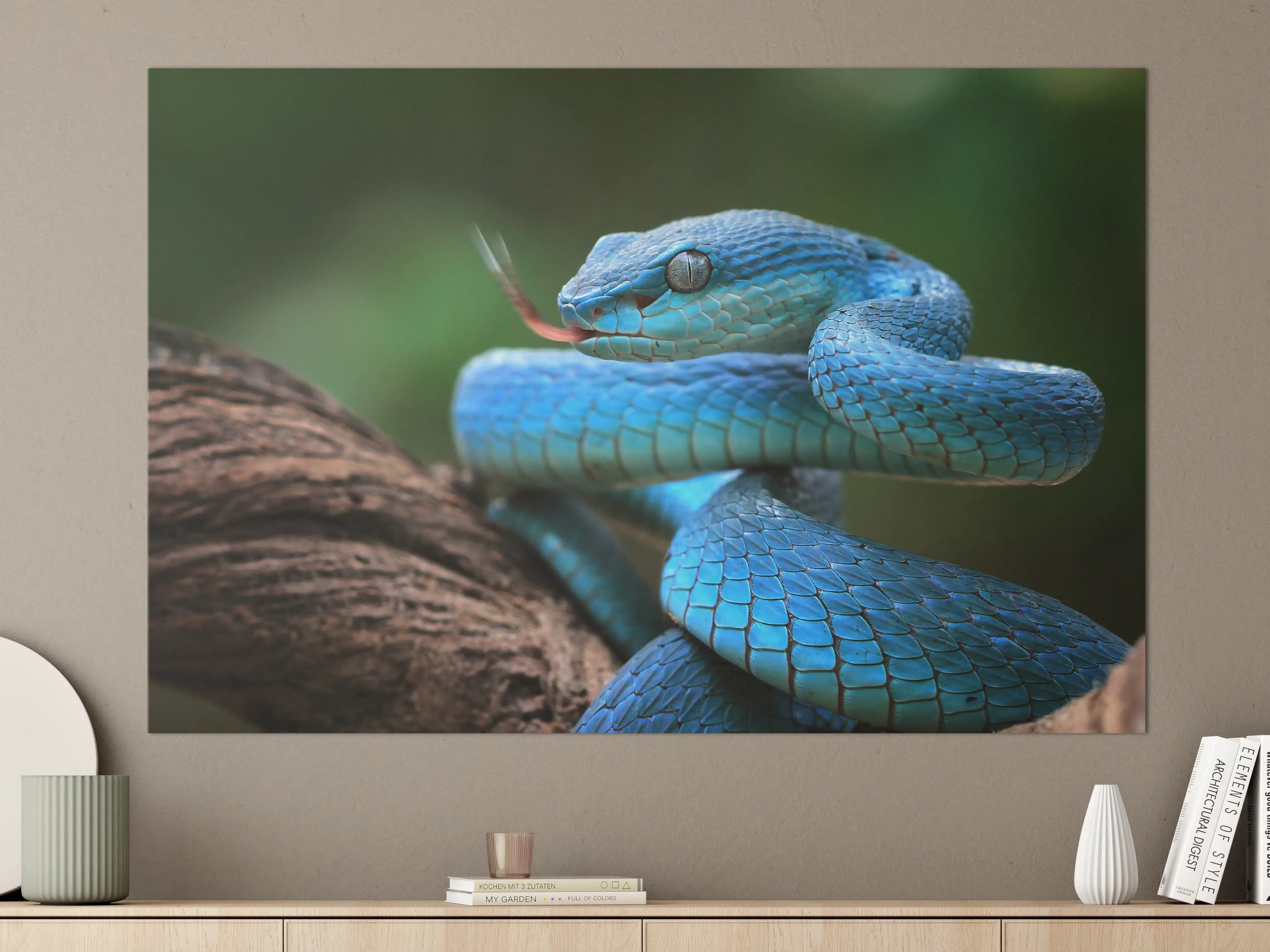 Große Wandbilder - Blaue Viper Nahaufnahme