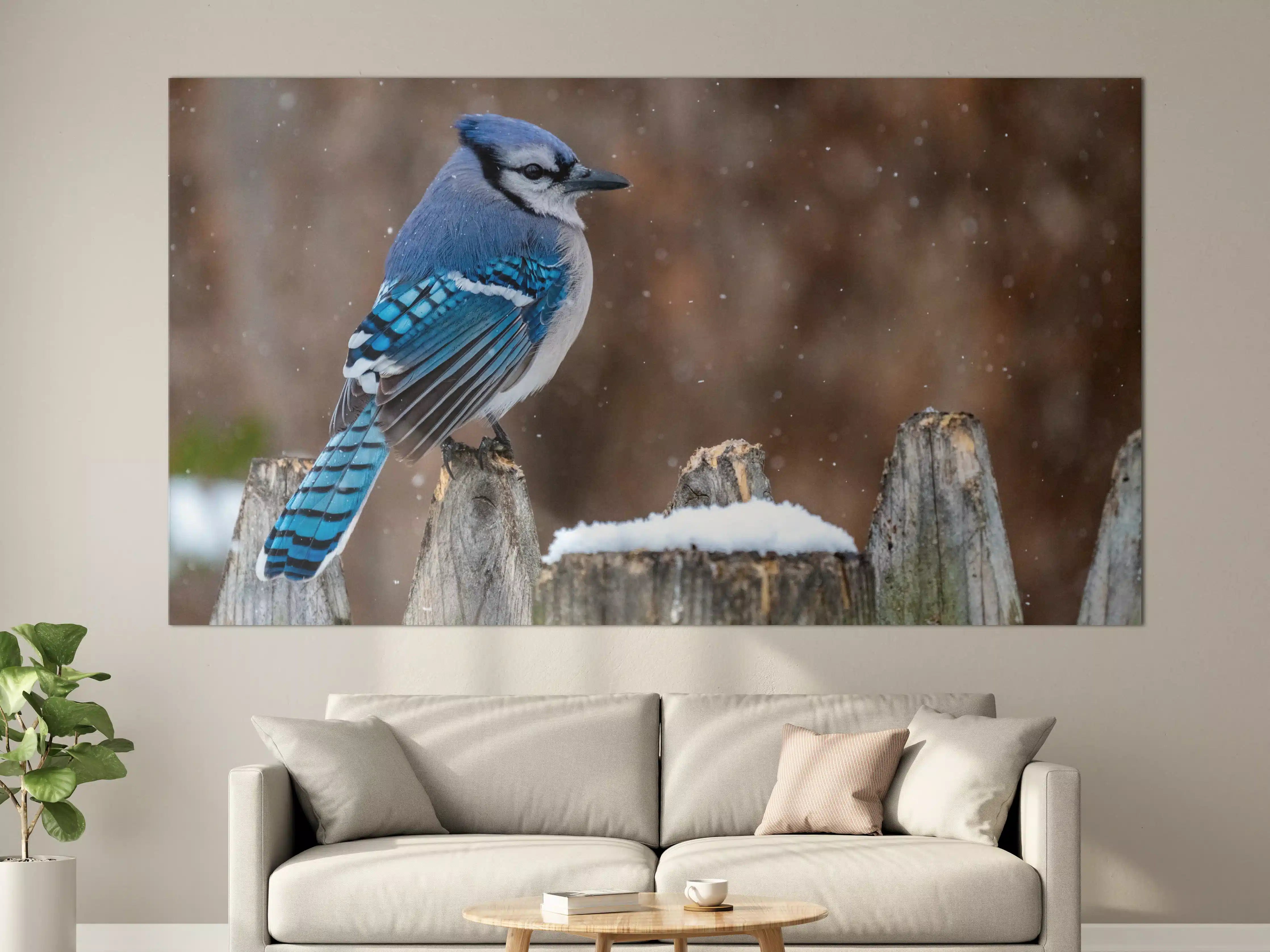 Große Wandbilder - Blauhäher im Schnee
