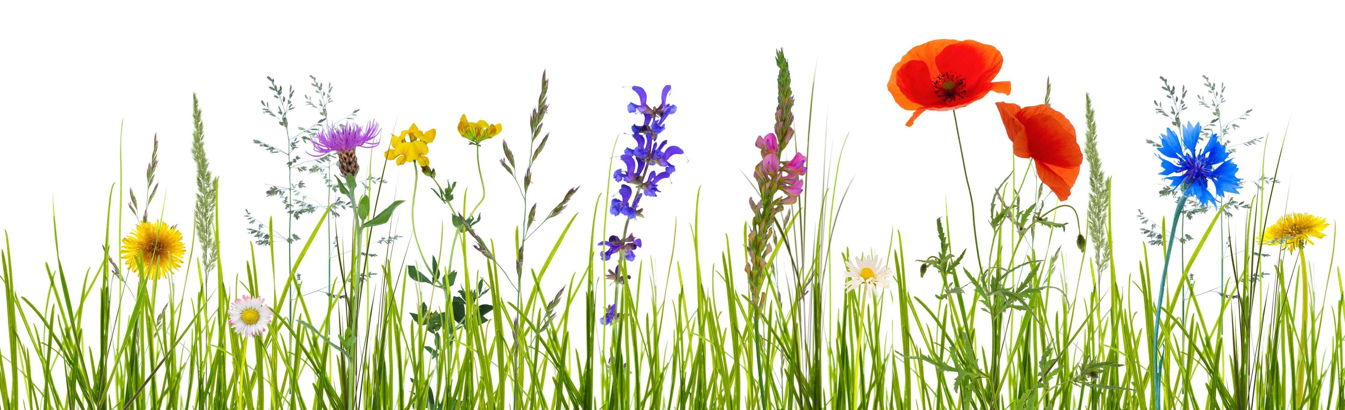 Große Wandbilder-Blumenwiese