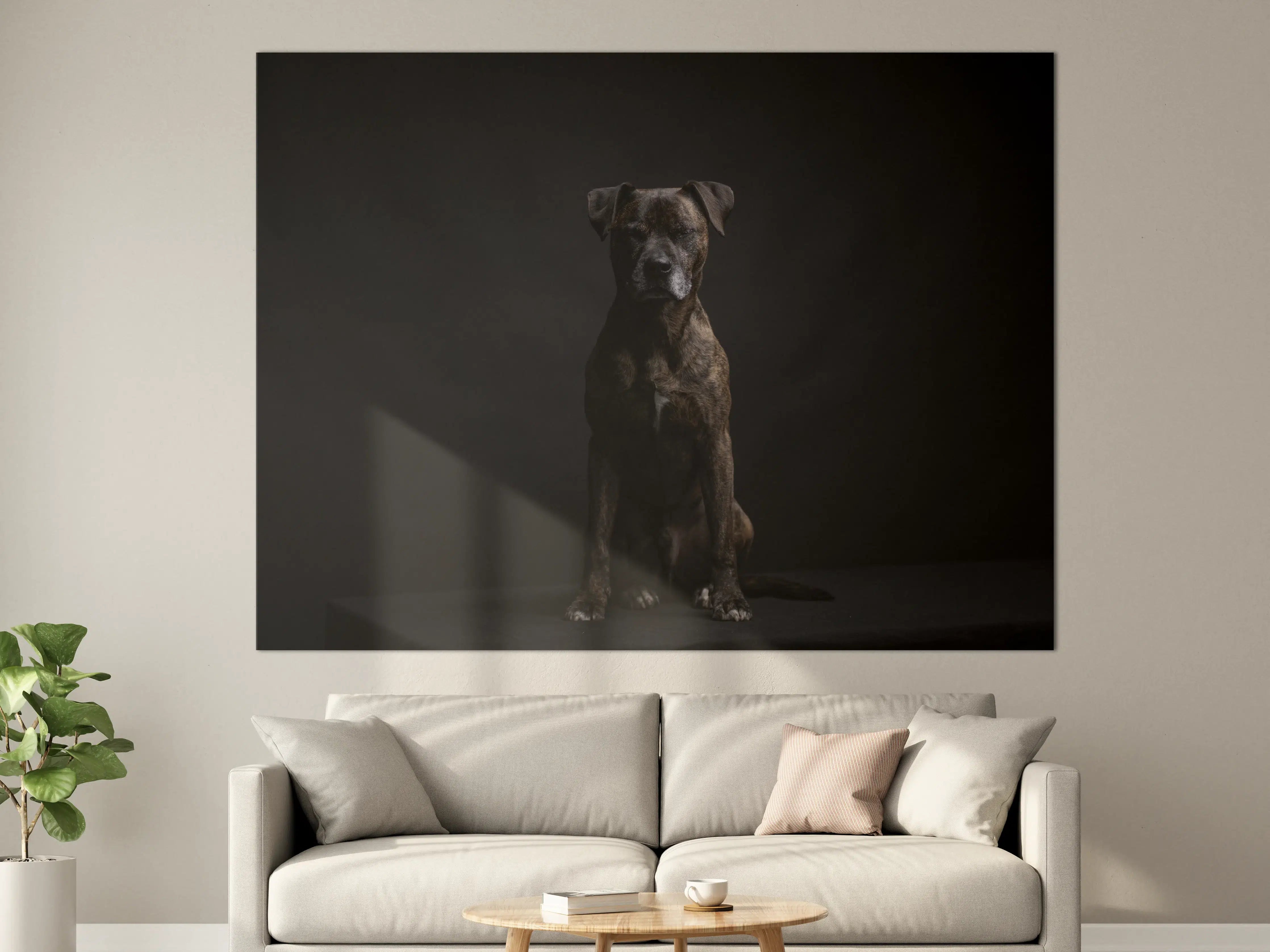 Große Wandbilder - Boxer Staffordshire Hund