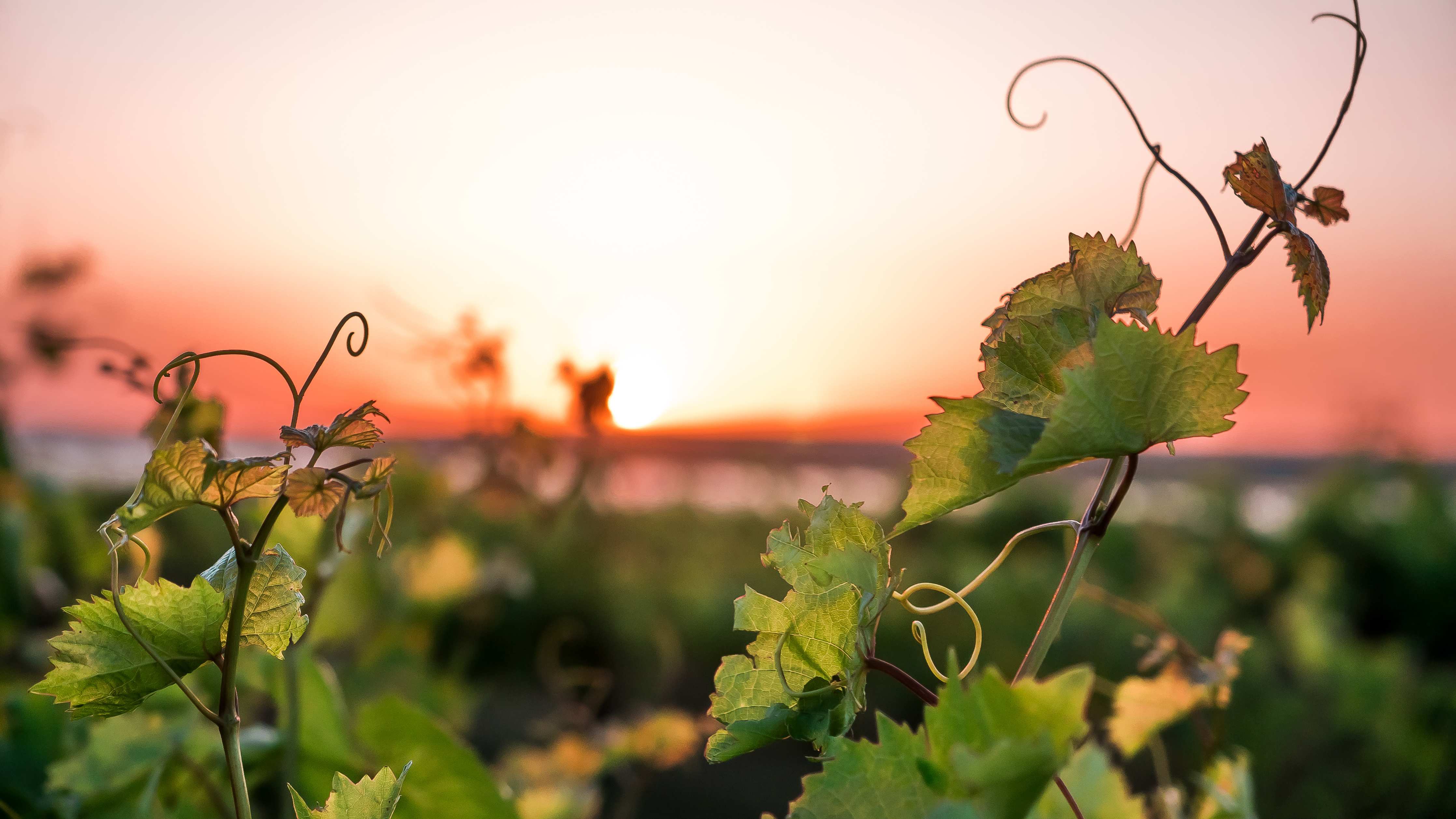 Große Wandbilder-Brennendes Sonnenuntergangsbild mit Weinreben