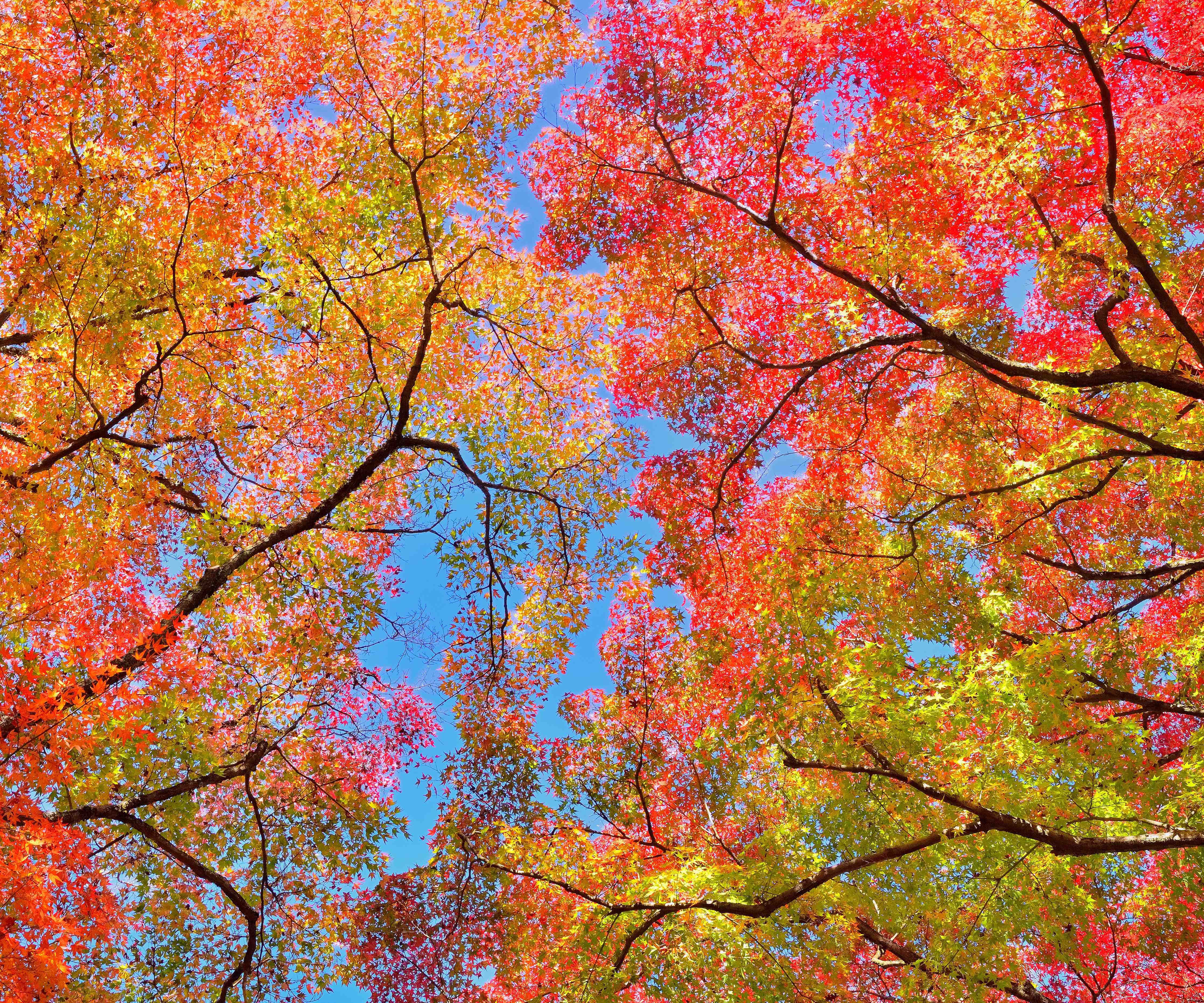 Große Wandbilder-Bunte Herbstblätter im Baumkranz