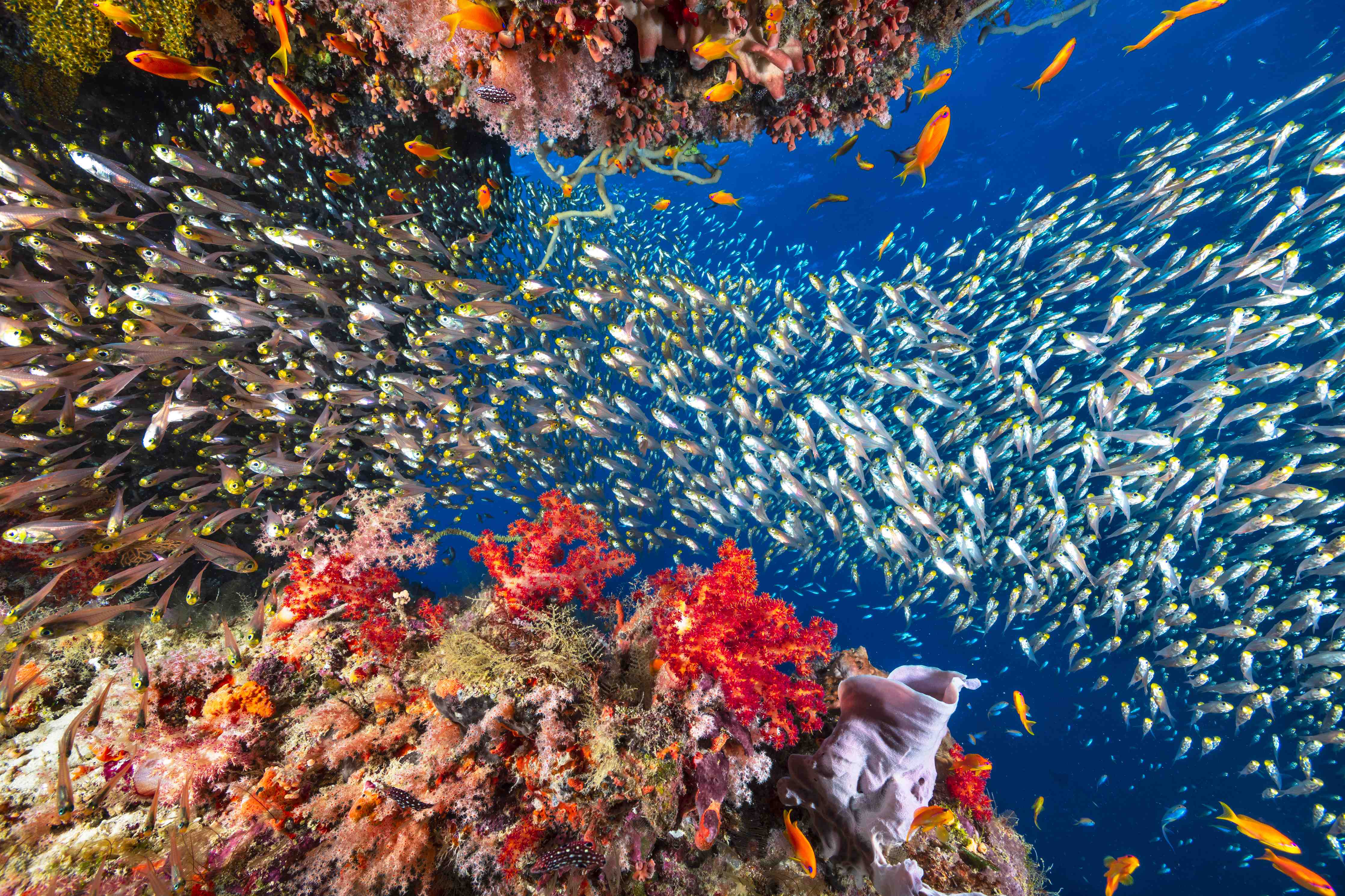 Große Wandbilder-Bunte Unterwasserwelt mit Korallen und Fischschwarm