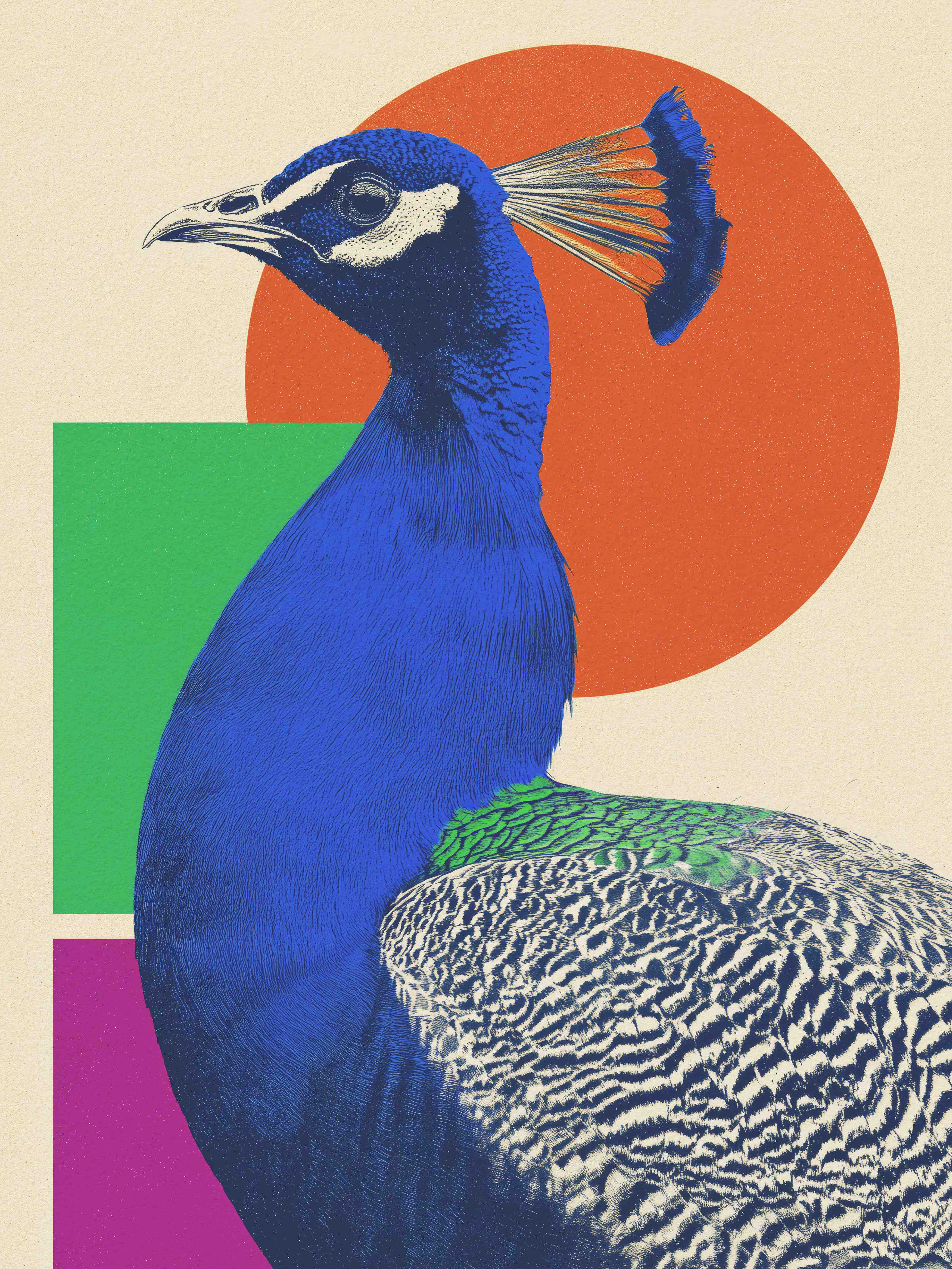 Große Wandbilder-Bunter Pfau in moderner Kunstoptik