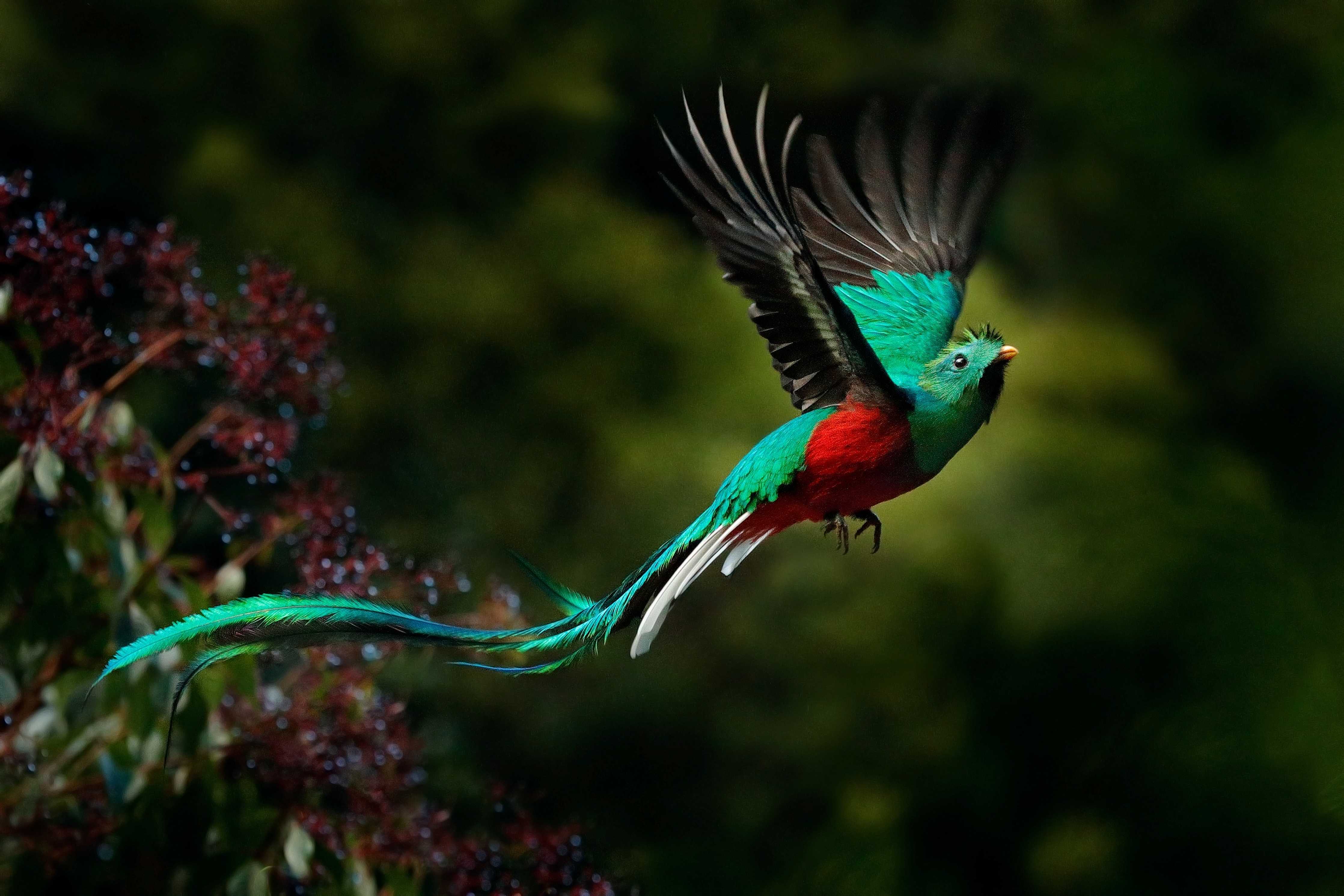 Große Wandbilder-Bunter Vogel im Flug vor grünem Hintergrund