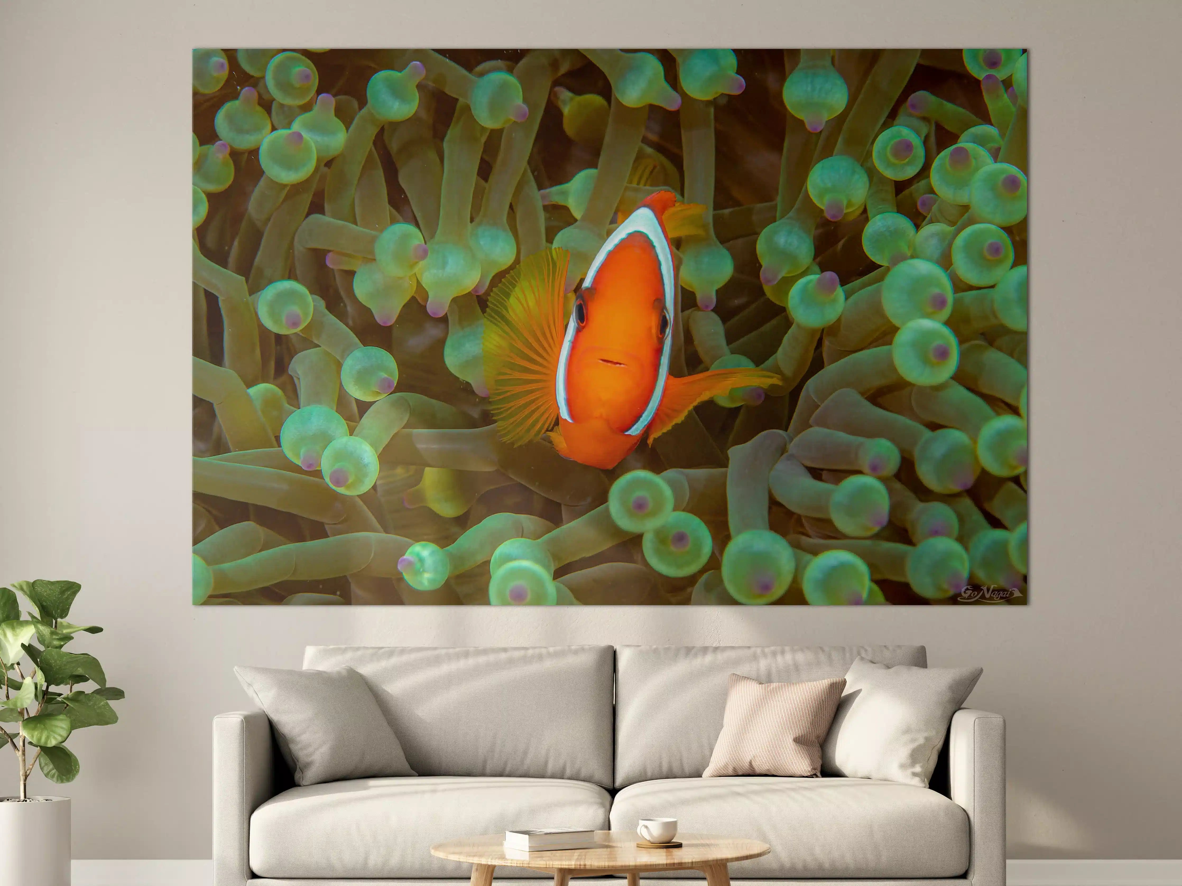Große Wandbilder - Clownfisch - Unterwasserwelt