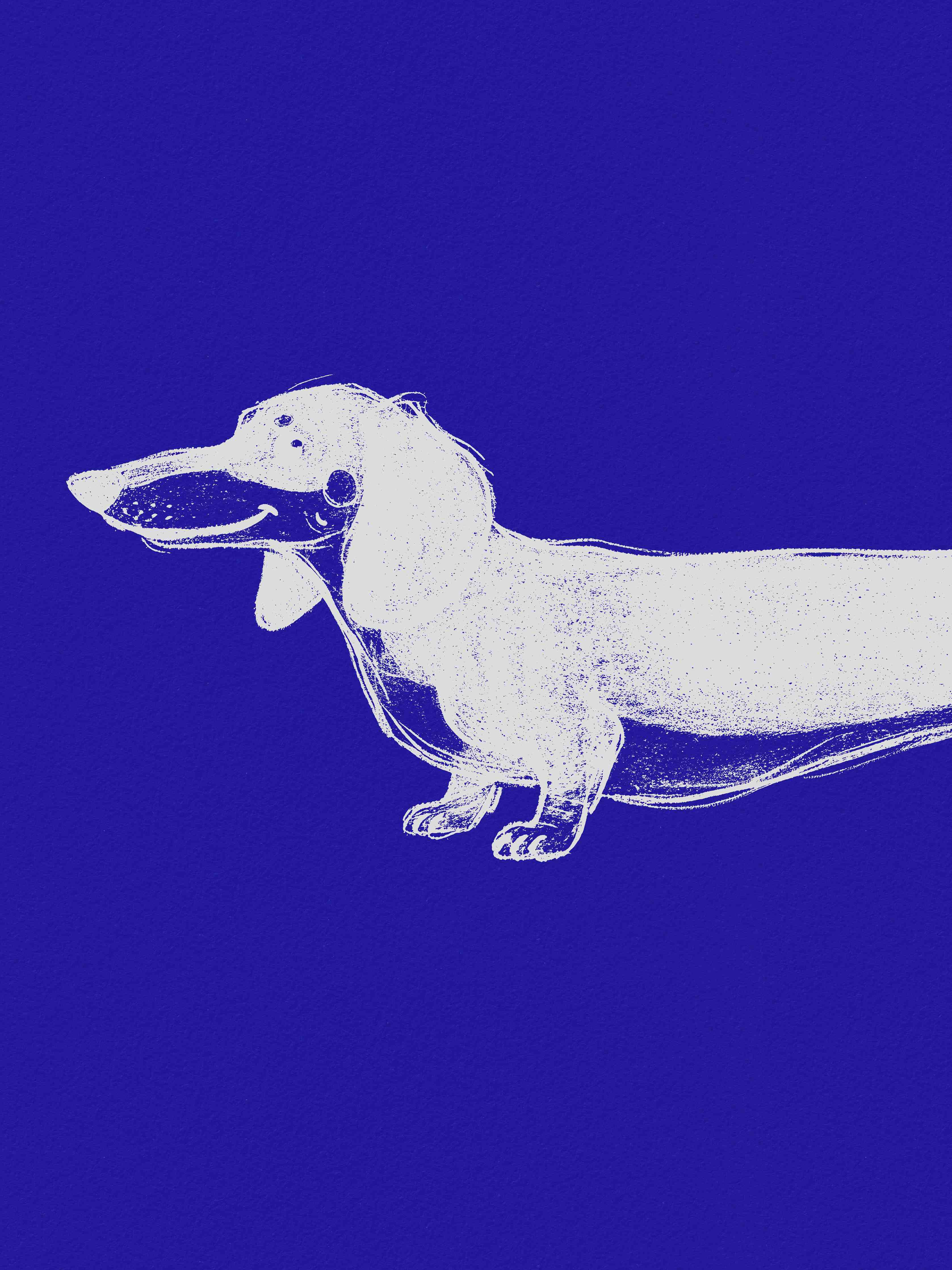 Große Wandbilder-Dachshund Illustration in Blau