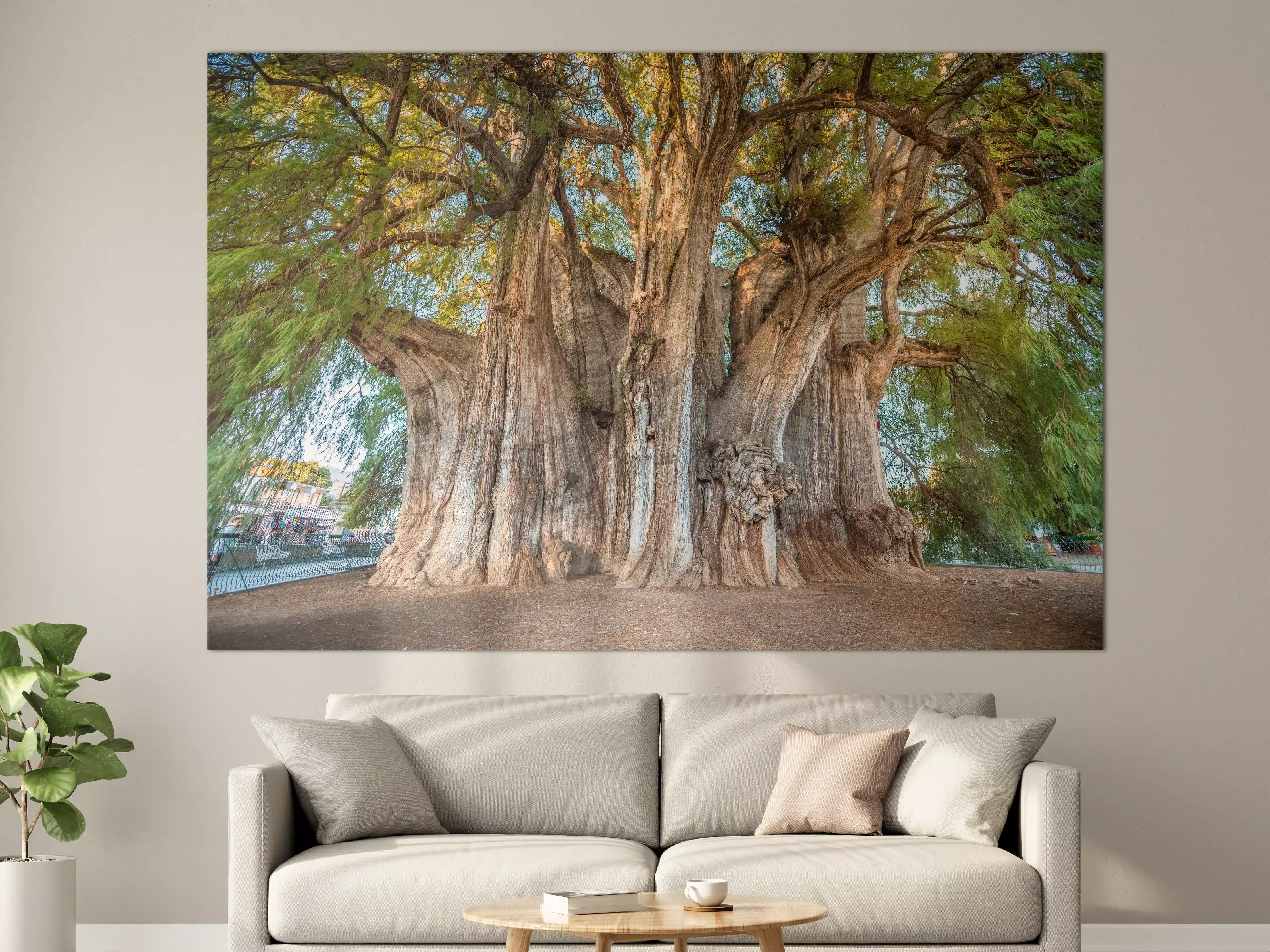 Große Wandbilder - Der größte Baum der Welt - Mexico