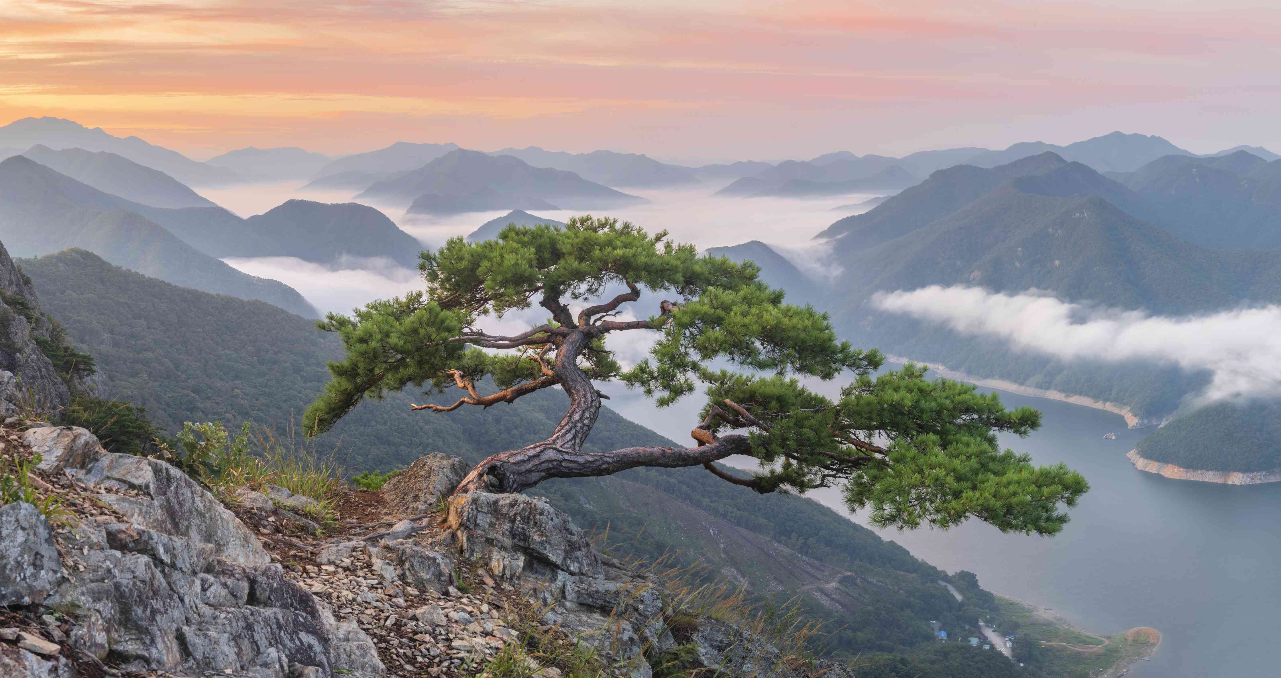 Große Wandbilder-Diese private Aufnahme zeigt eine einzelne Kiefernbaum an felsiger Klippe mit Blick auf einen malerischen Gebirgssee im Sonnenaufgang.