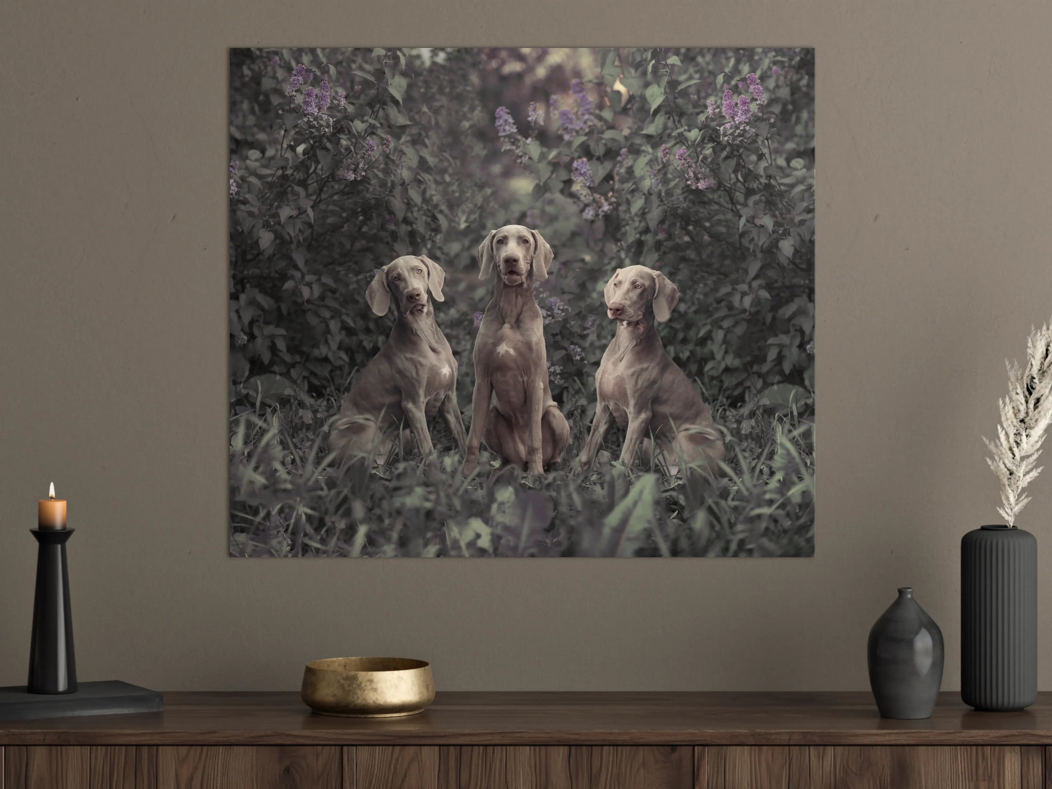 Große Wandbilder - Drei Weimaranerhunde sitzend im Fliedergebüsch
