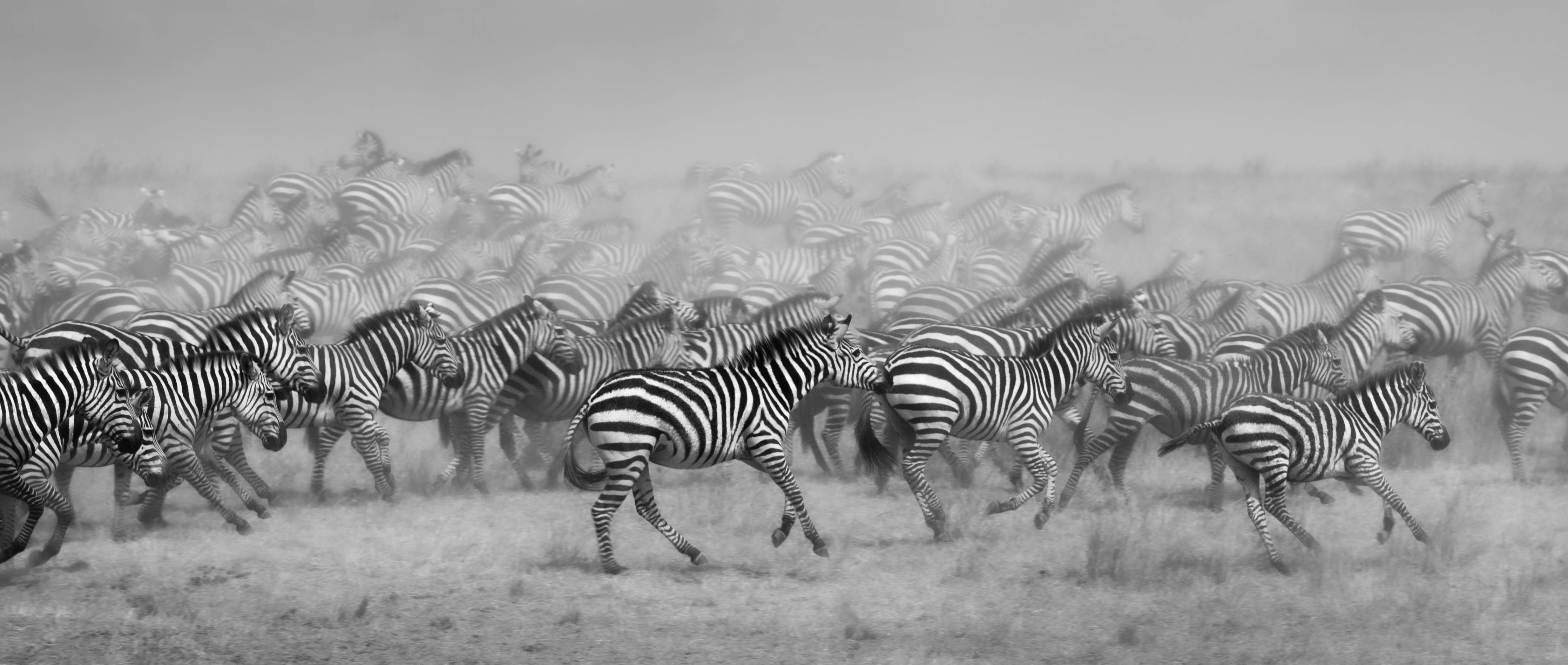 Große Wandbilder-Dunkle Zebras in der Steppe