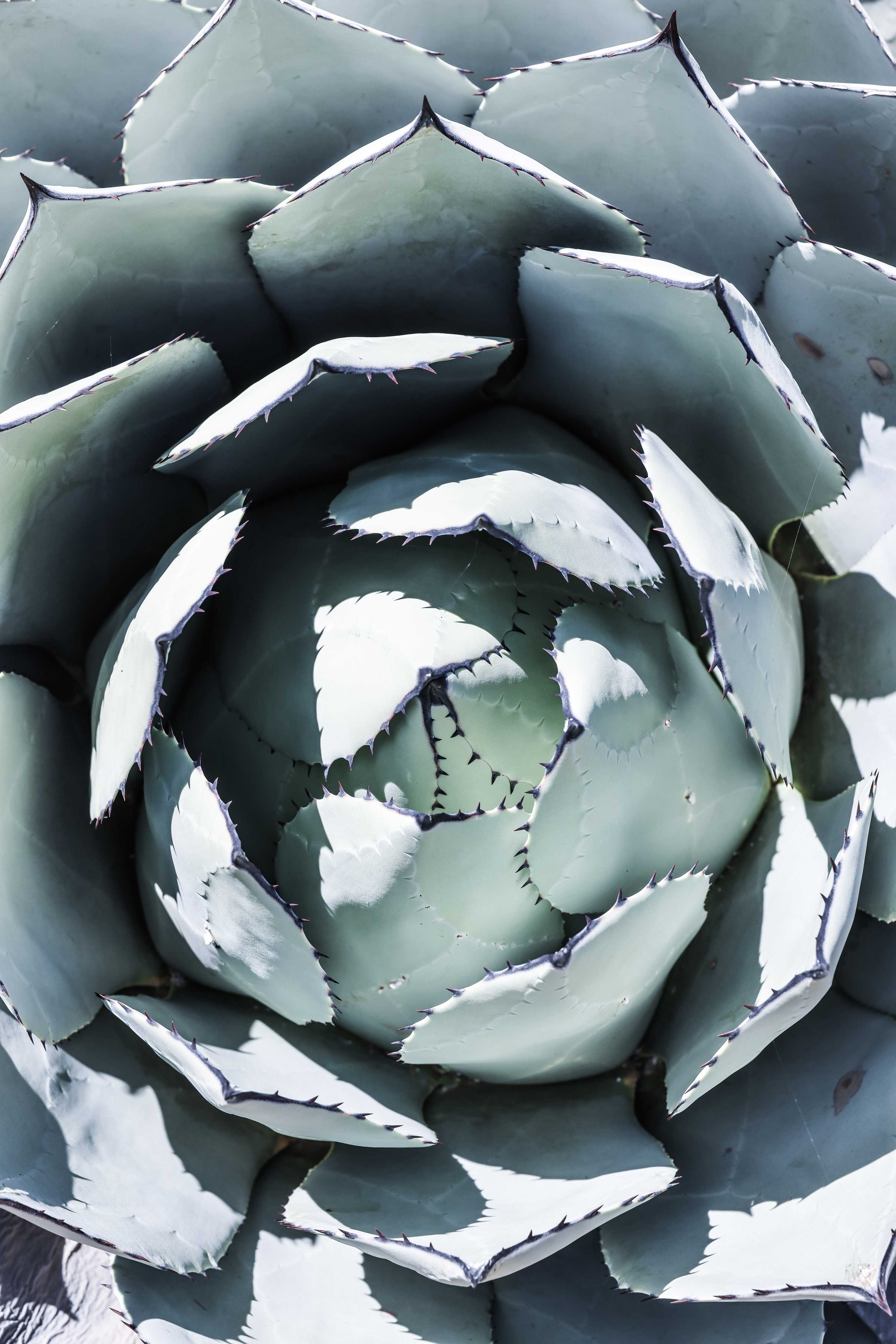 Große Wandbilder-Eindrucksvoller Blick auf eine Echeveria-Pflanze