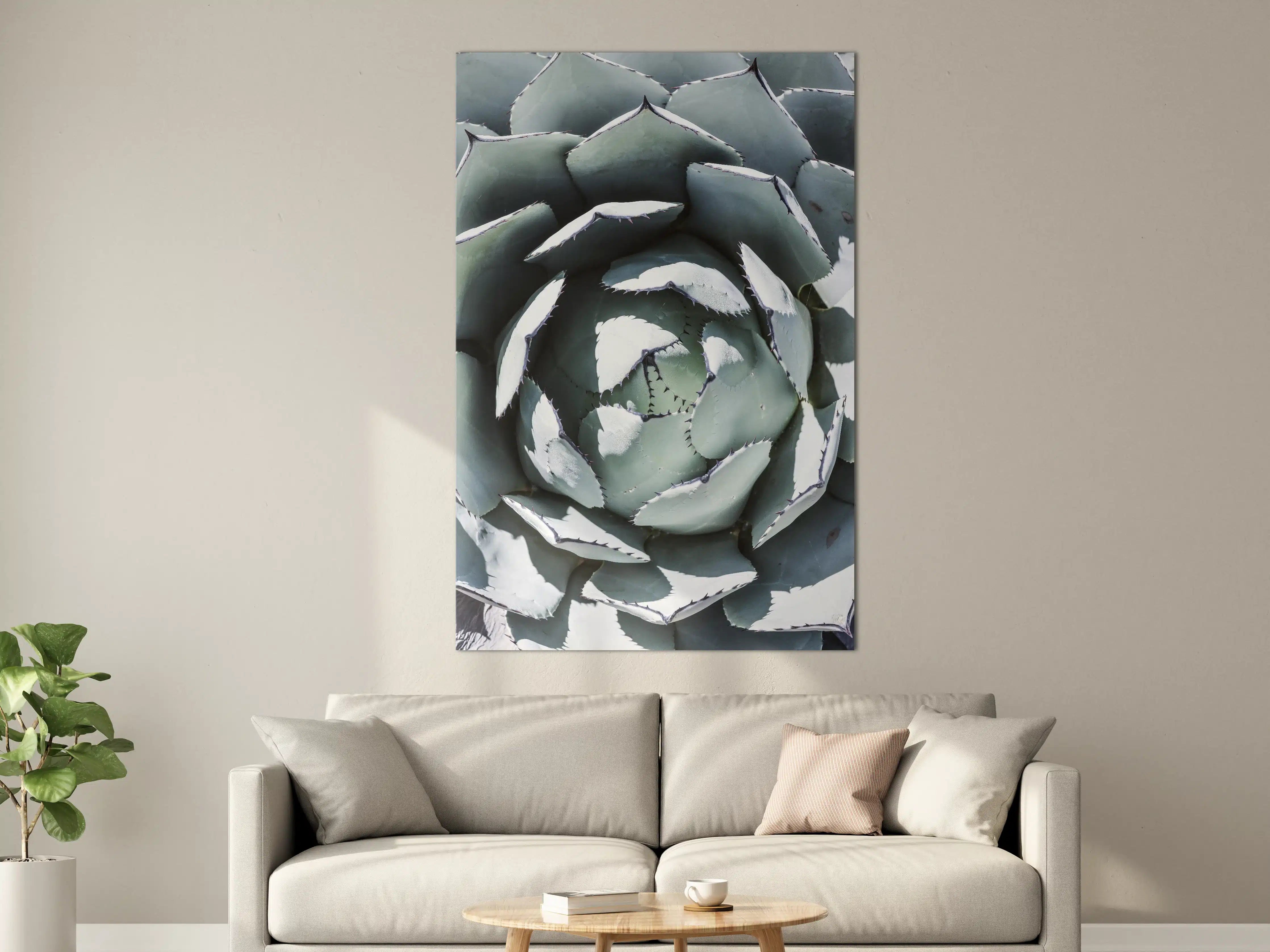 Große Wandbilder - Eindrucksvoller Blick auf eine Echeveria-Pflanze