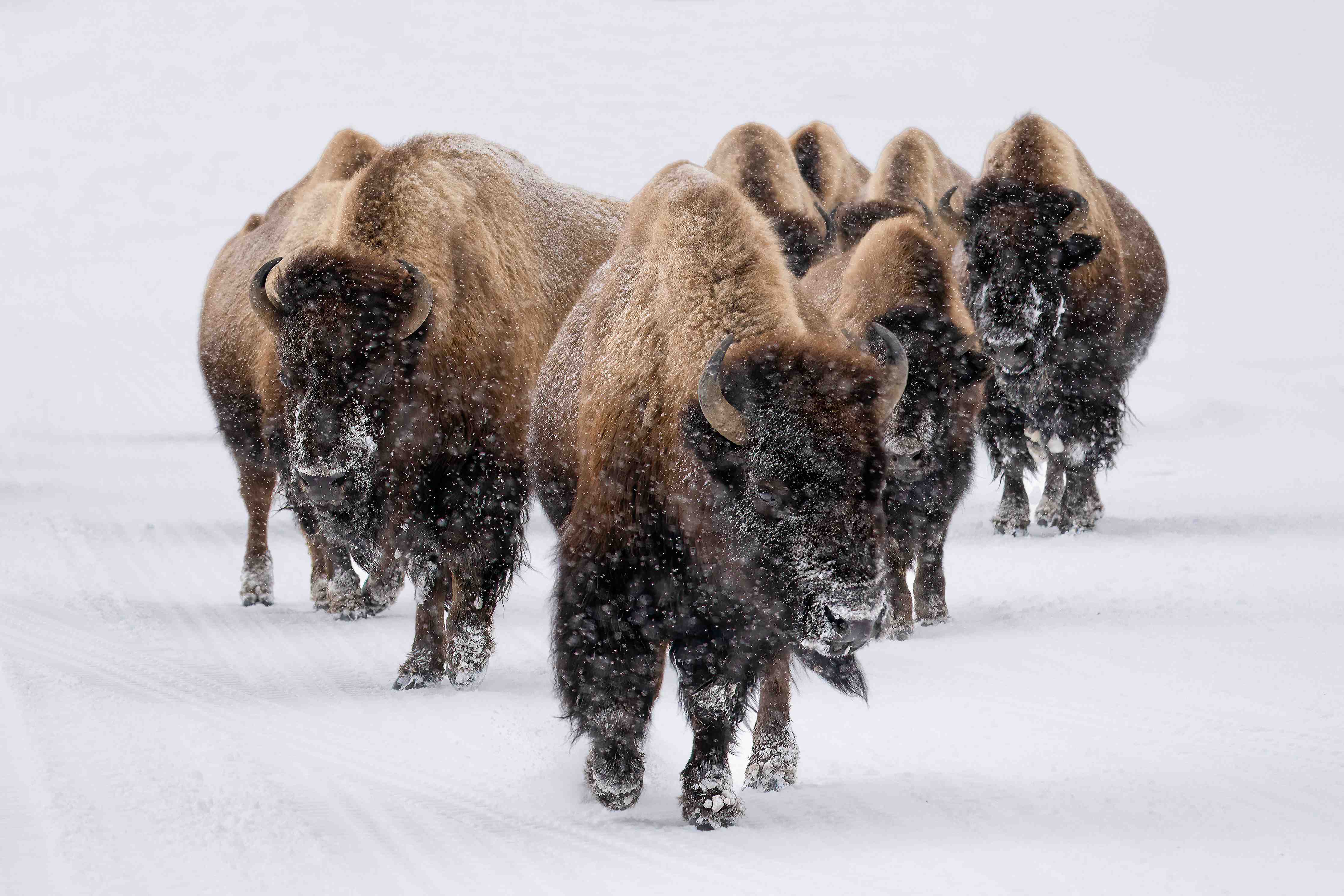 Große Wandbilder-Eine Bison Herde