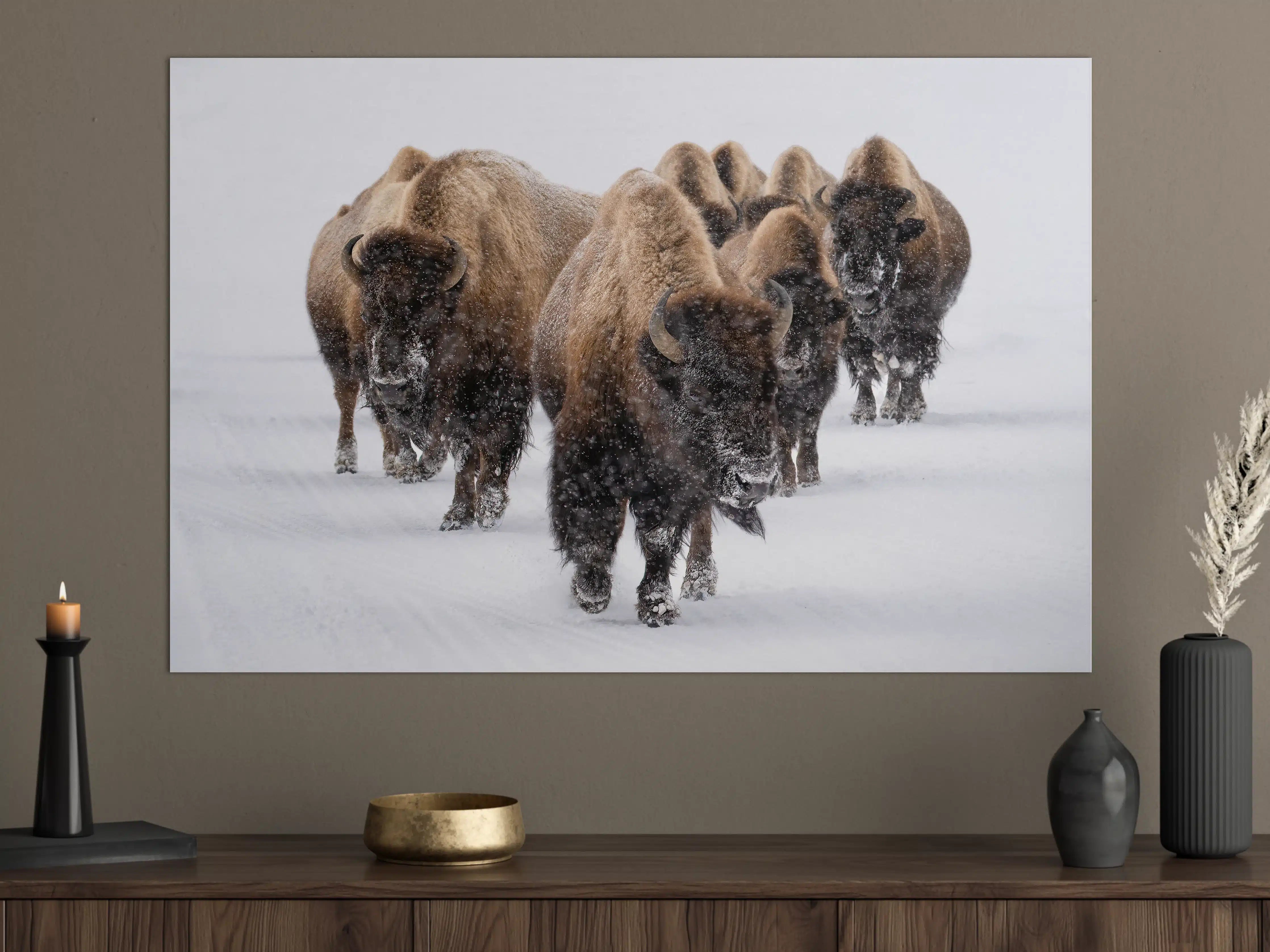 Große Wandbilder - Eine Bison Herde