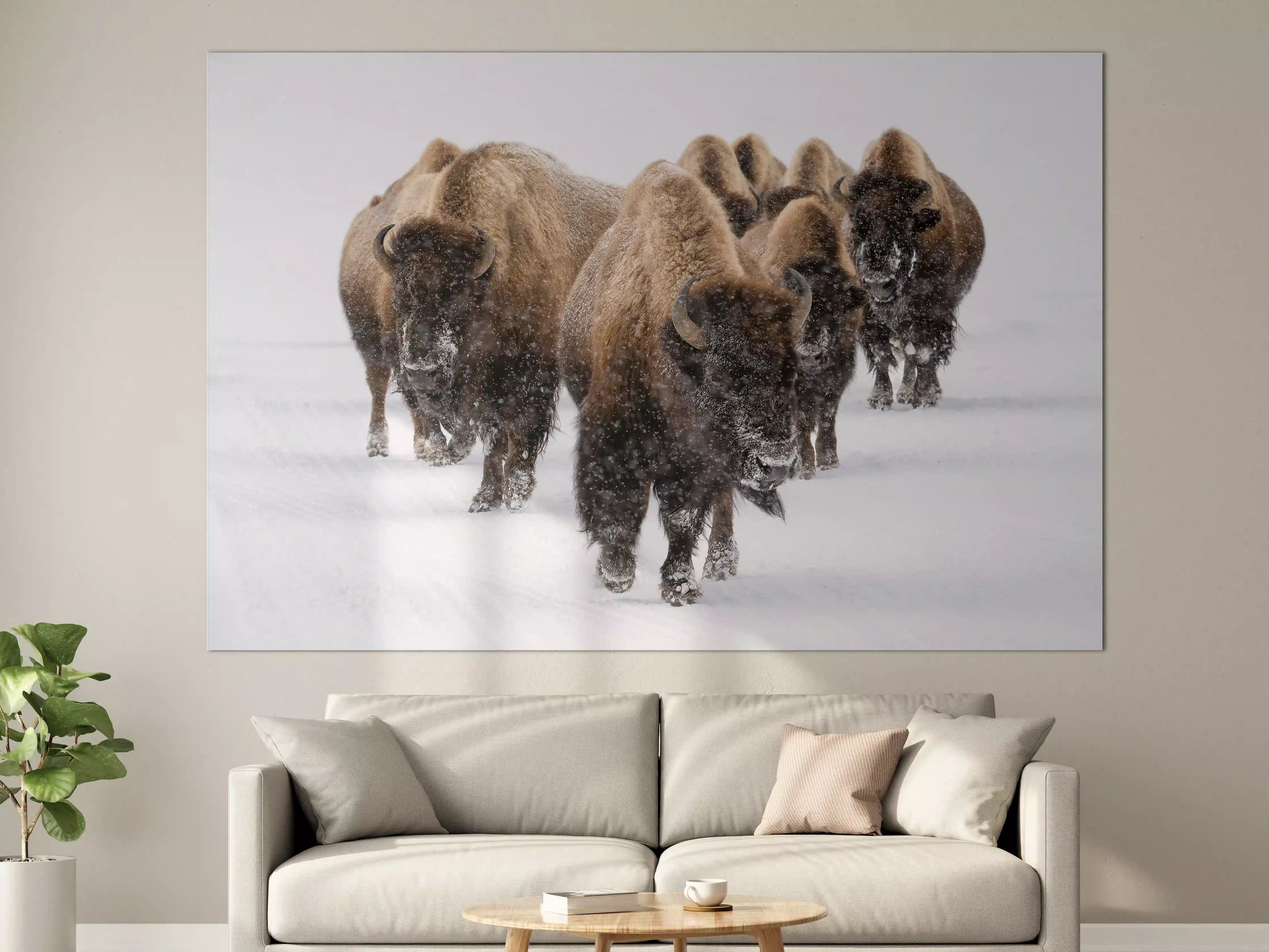 Große Wandbilder - Eine Bison Herde