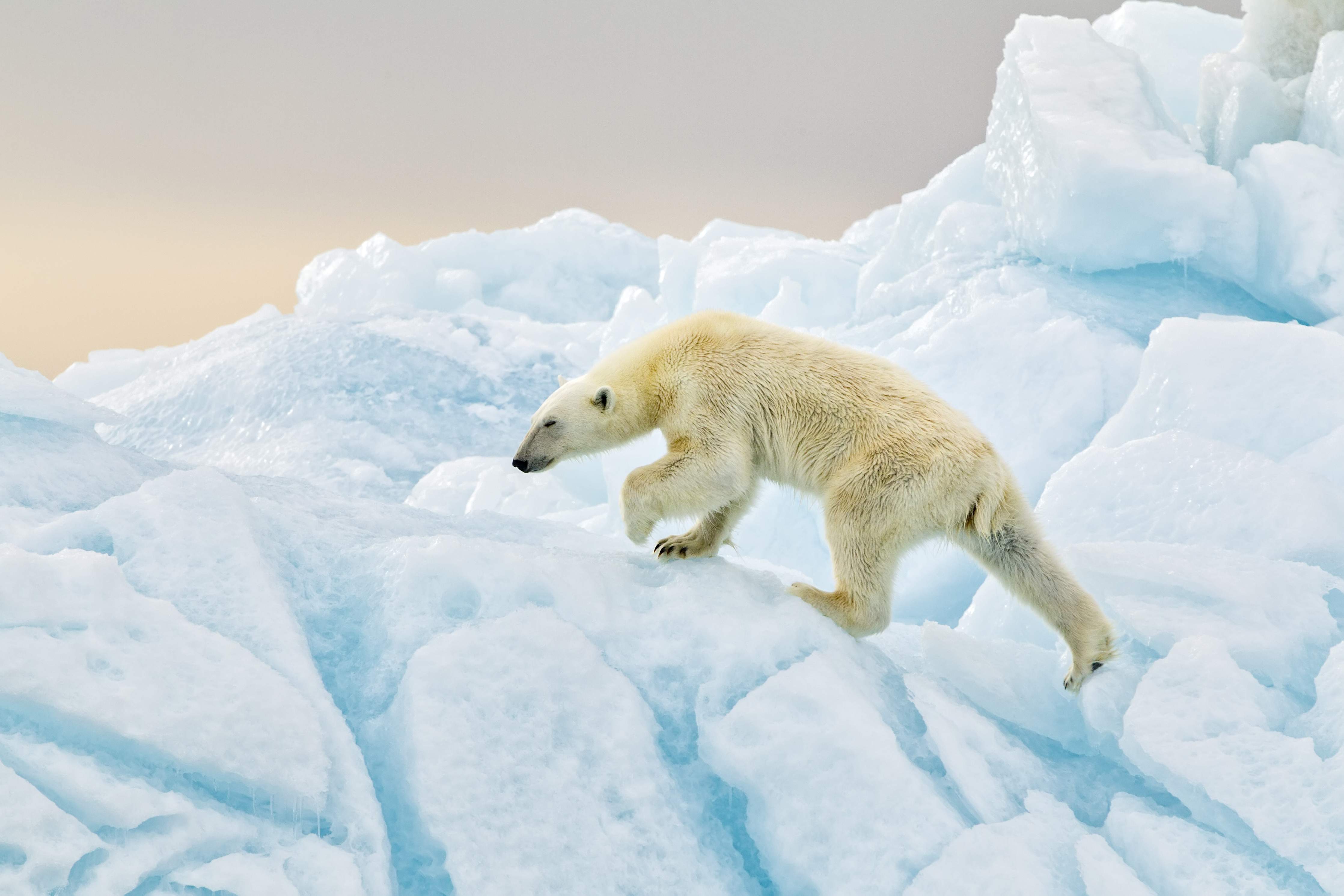 Große Wandbilder-Eisbär im arktischen Eis