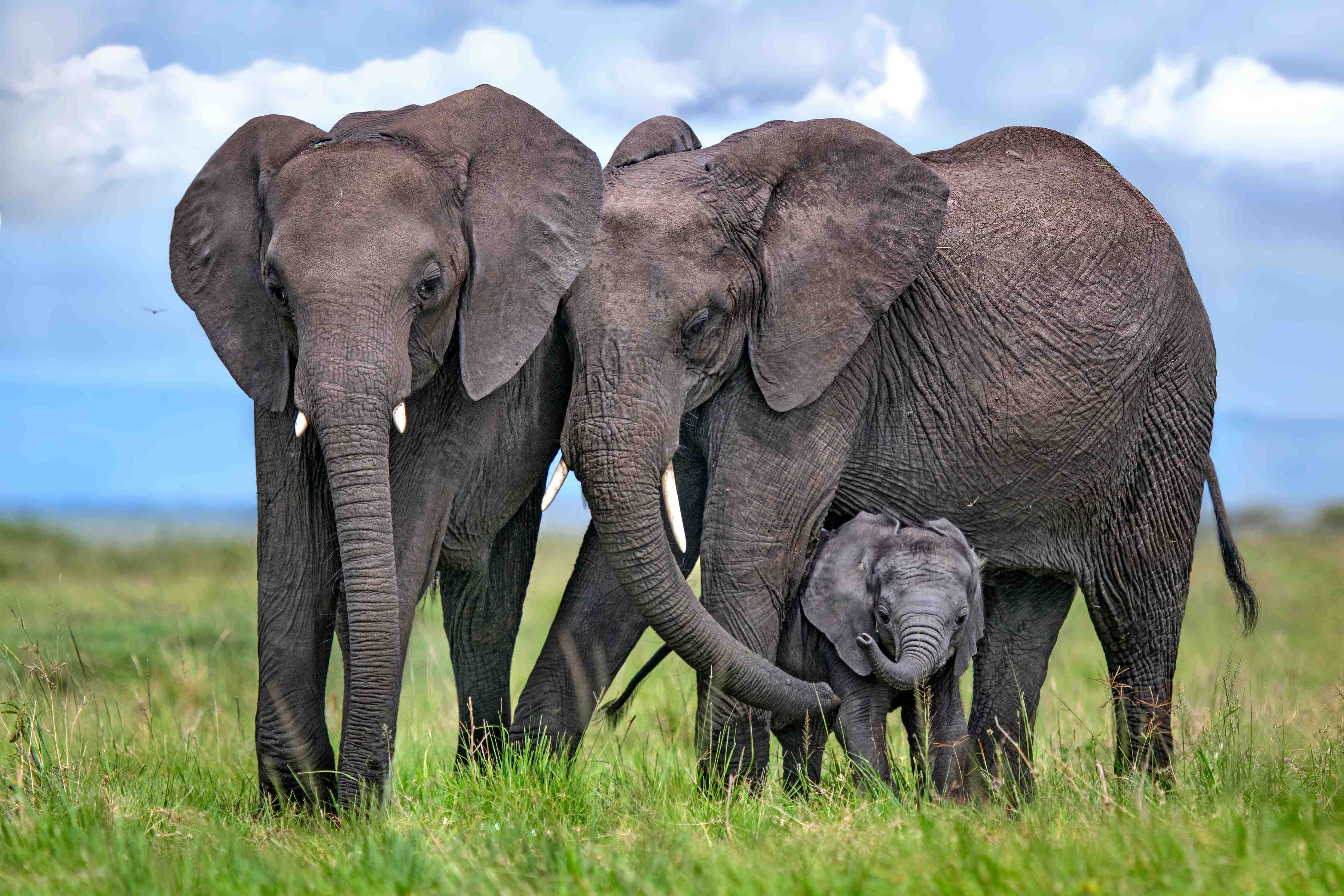 Große Wandbilder-Elefanten Familie - Afrika