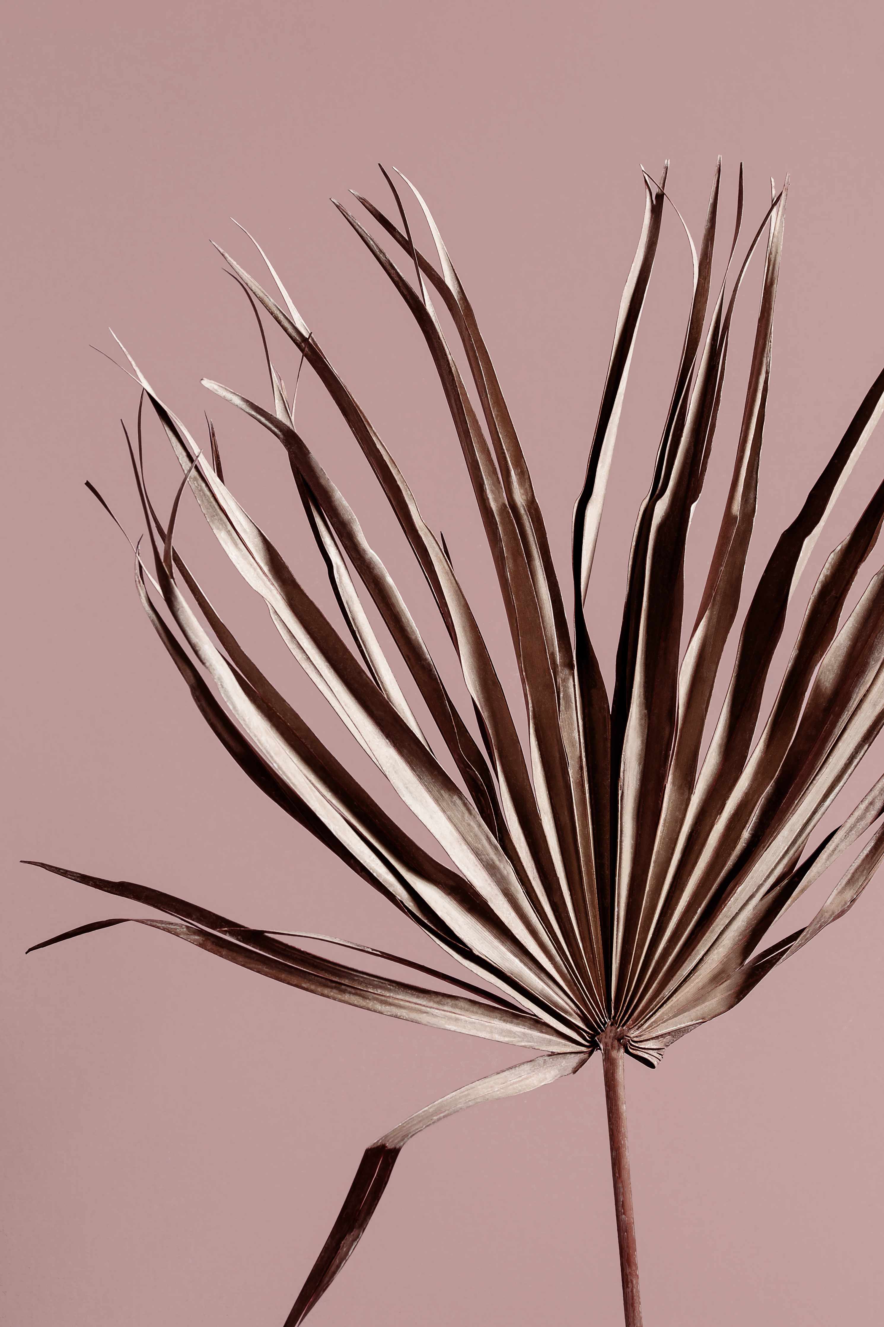 Große Wandbilder-Elegante Palmblätter in sanften Tönen