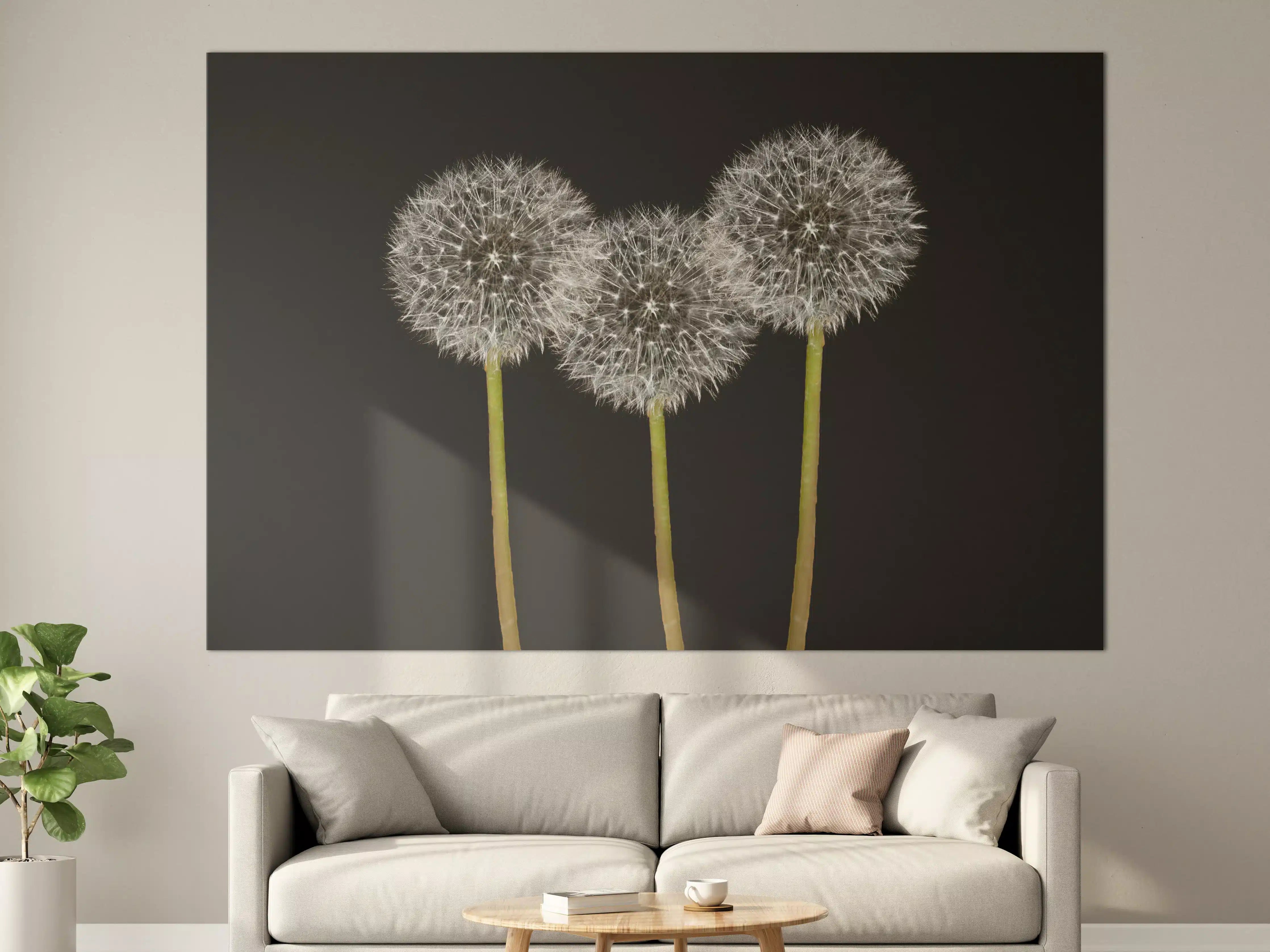 Große Wandbilder - Elegante Pusteblumen auf dunklem Hintergrund