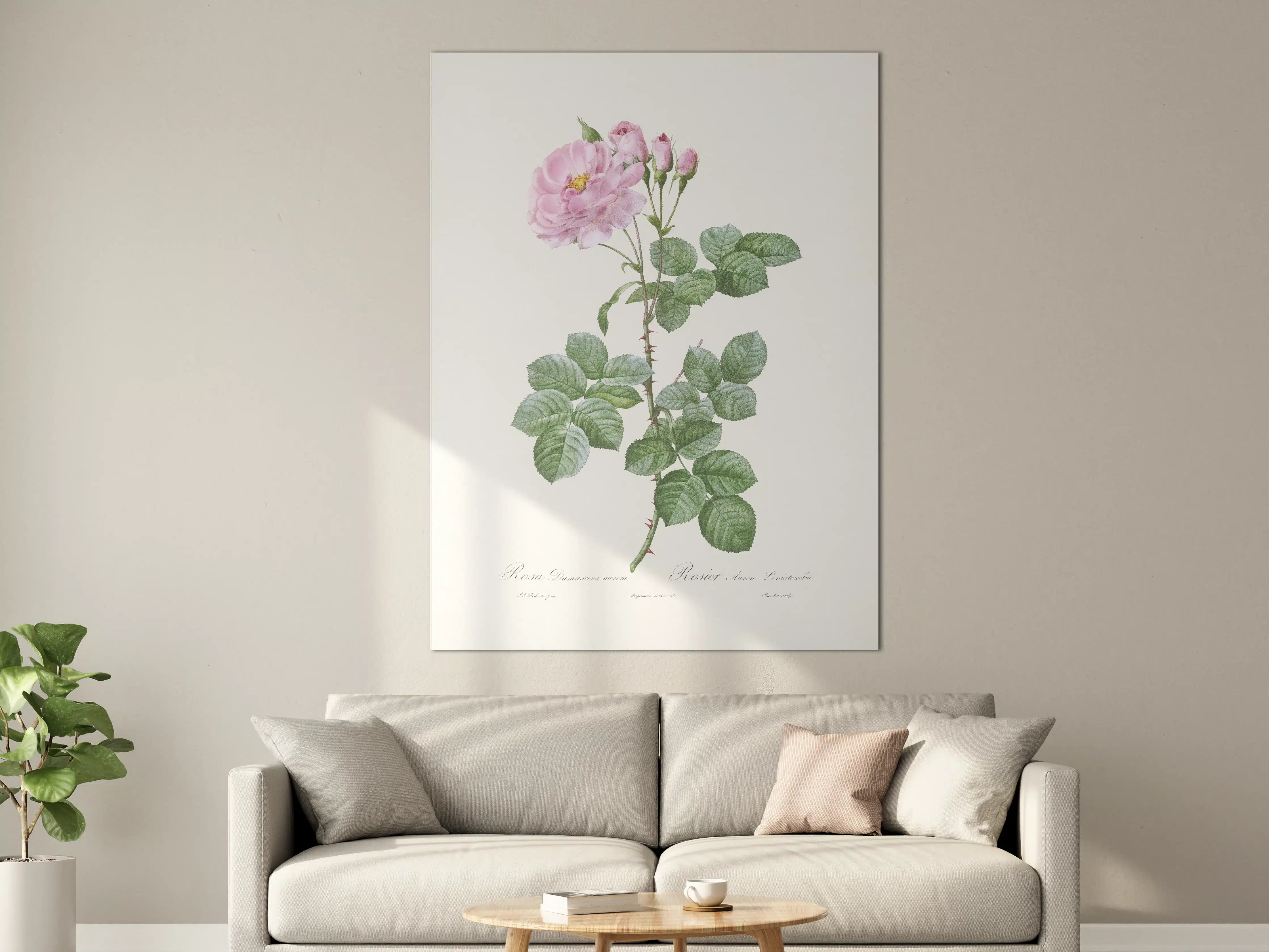 Große Wandbilder - Elegante rosa Rosenblüte mit zarten Blütenknospen