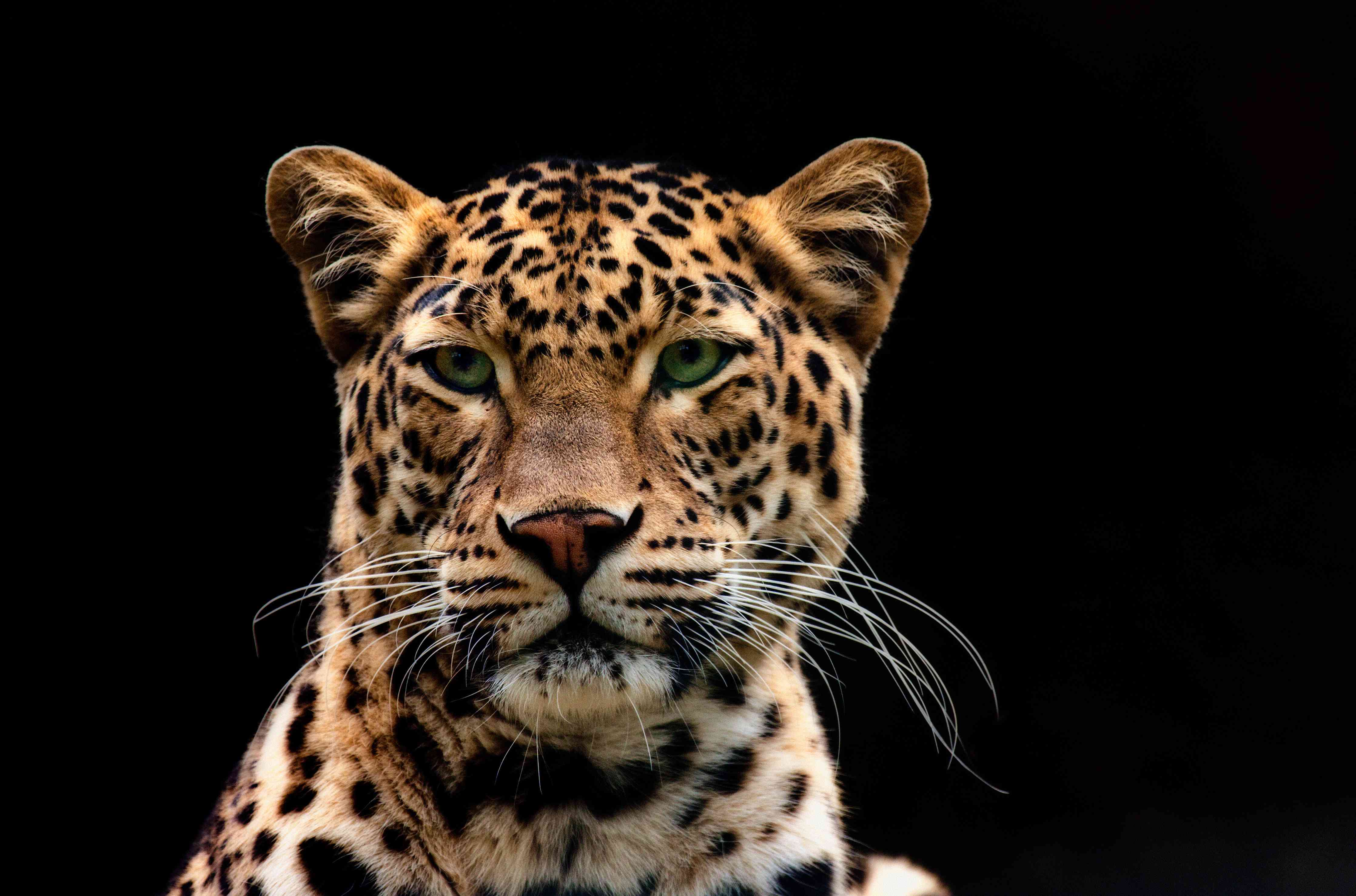Große Wandbilder-Eleganter Leopard vor dunklem Hintergrund