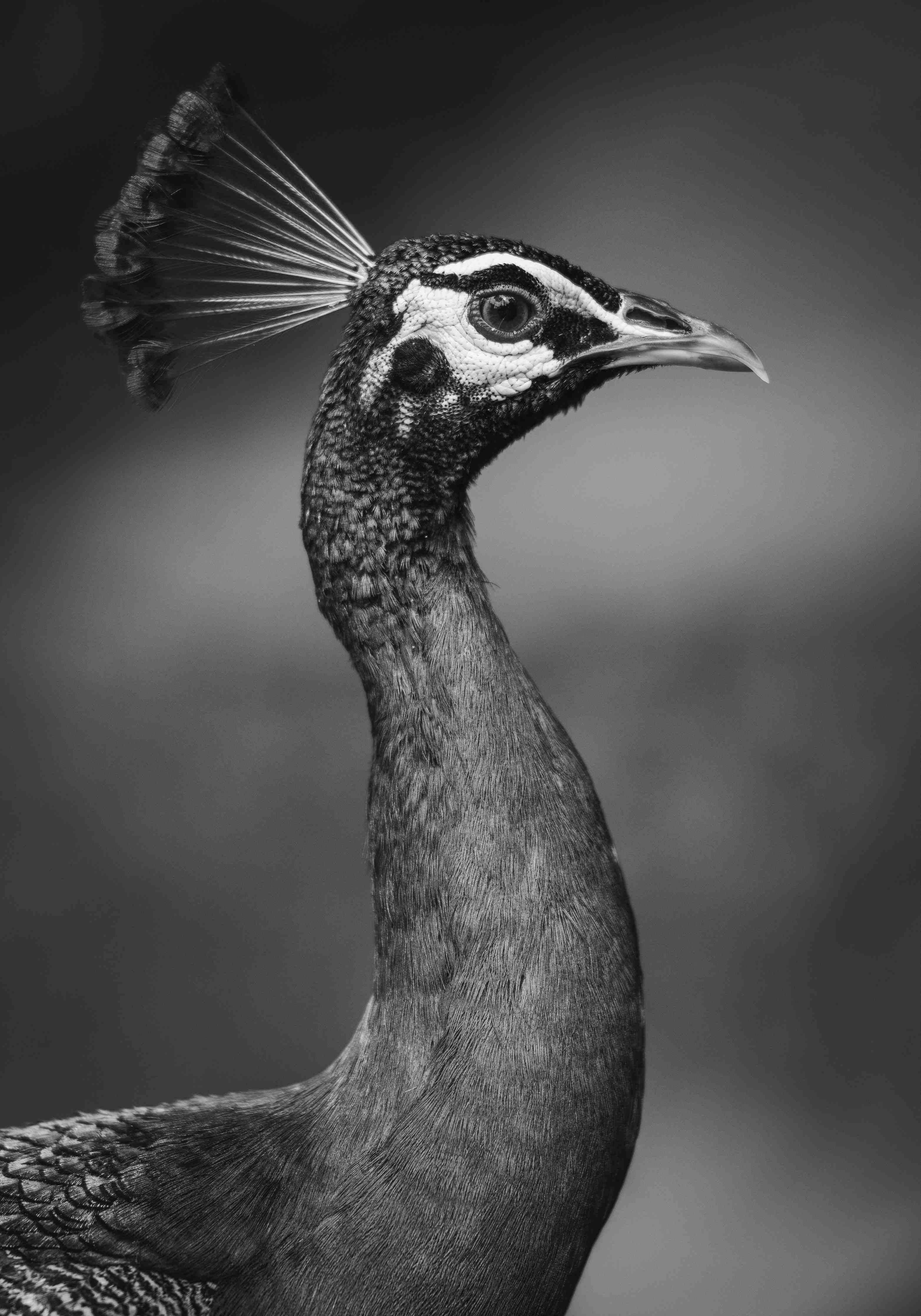 Große Wandbilder-Eleganter Pfau in Schwarz-Weiß