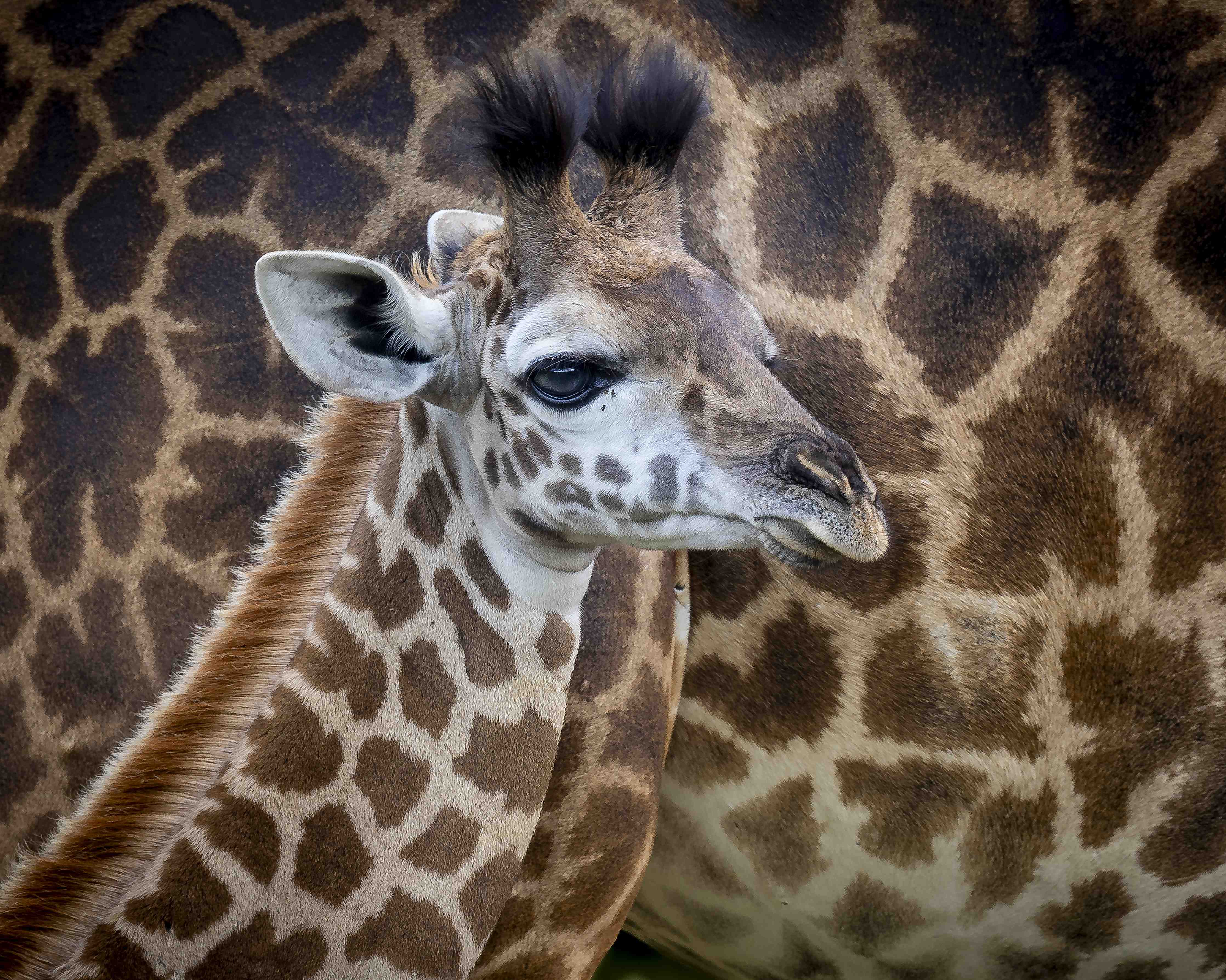 Große Wandbilder-Elegantes Giraffenporträt vor tierischer Kulisse