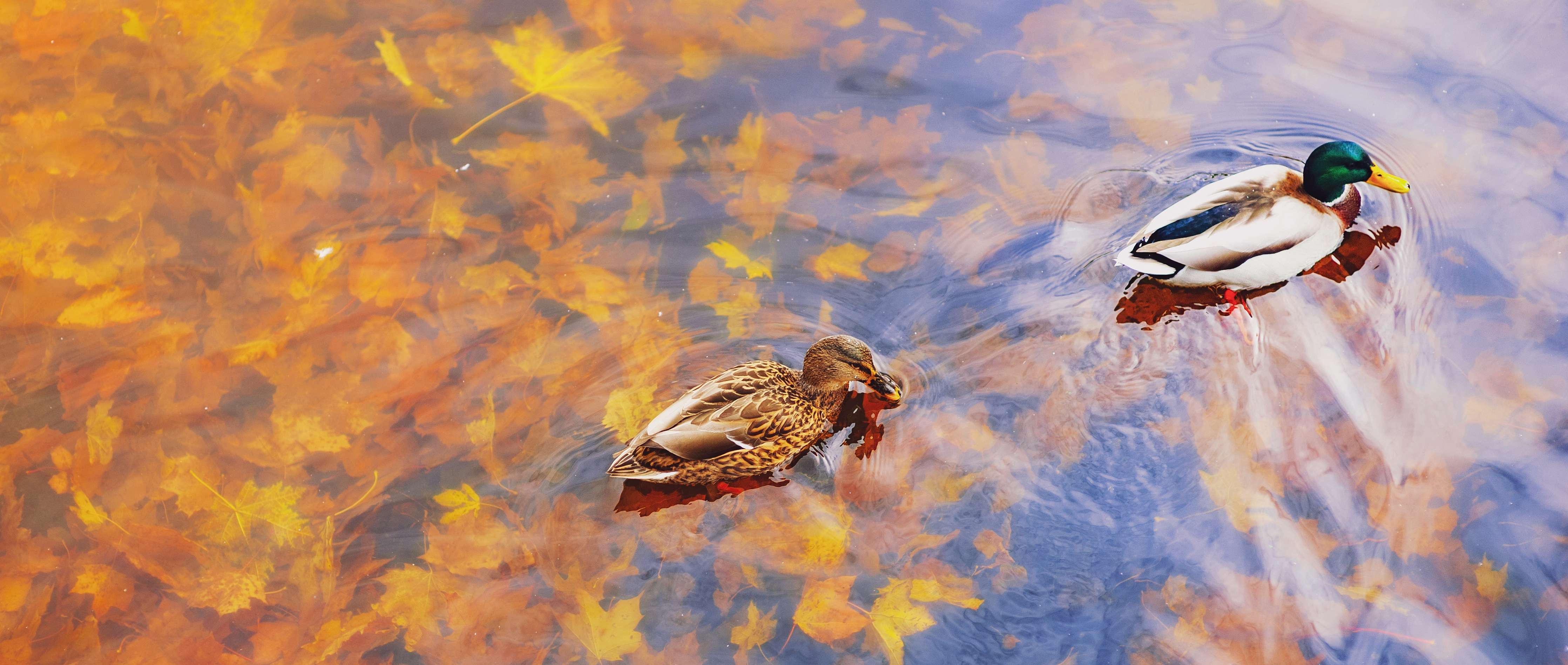 Große Wandbilder-Entenküken auf herbstlichem Wasser