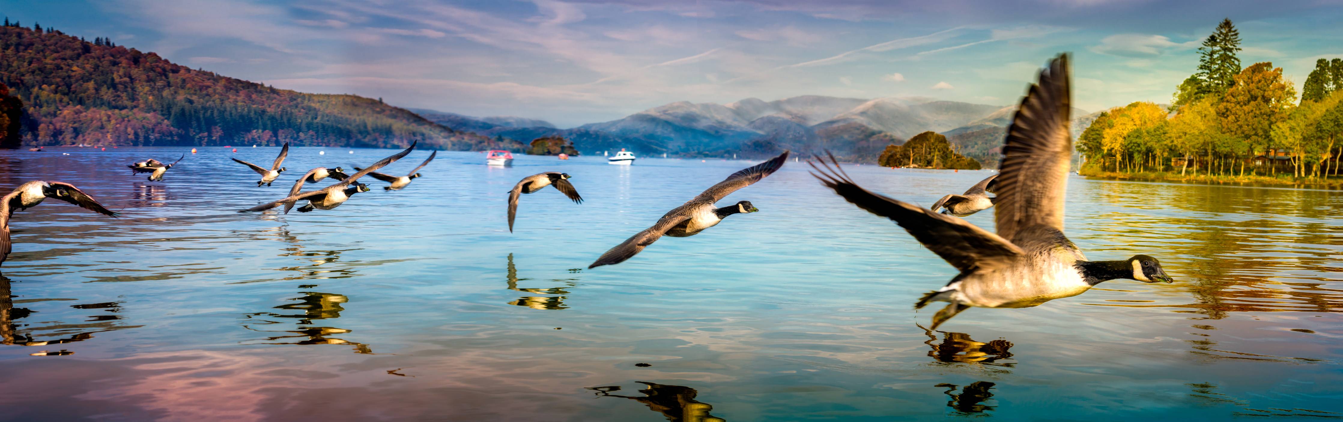 Große Wandbilder-Entenschwarm am Lake Windermere