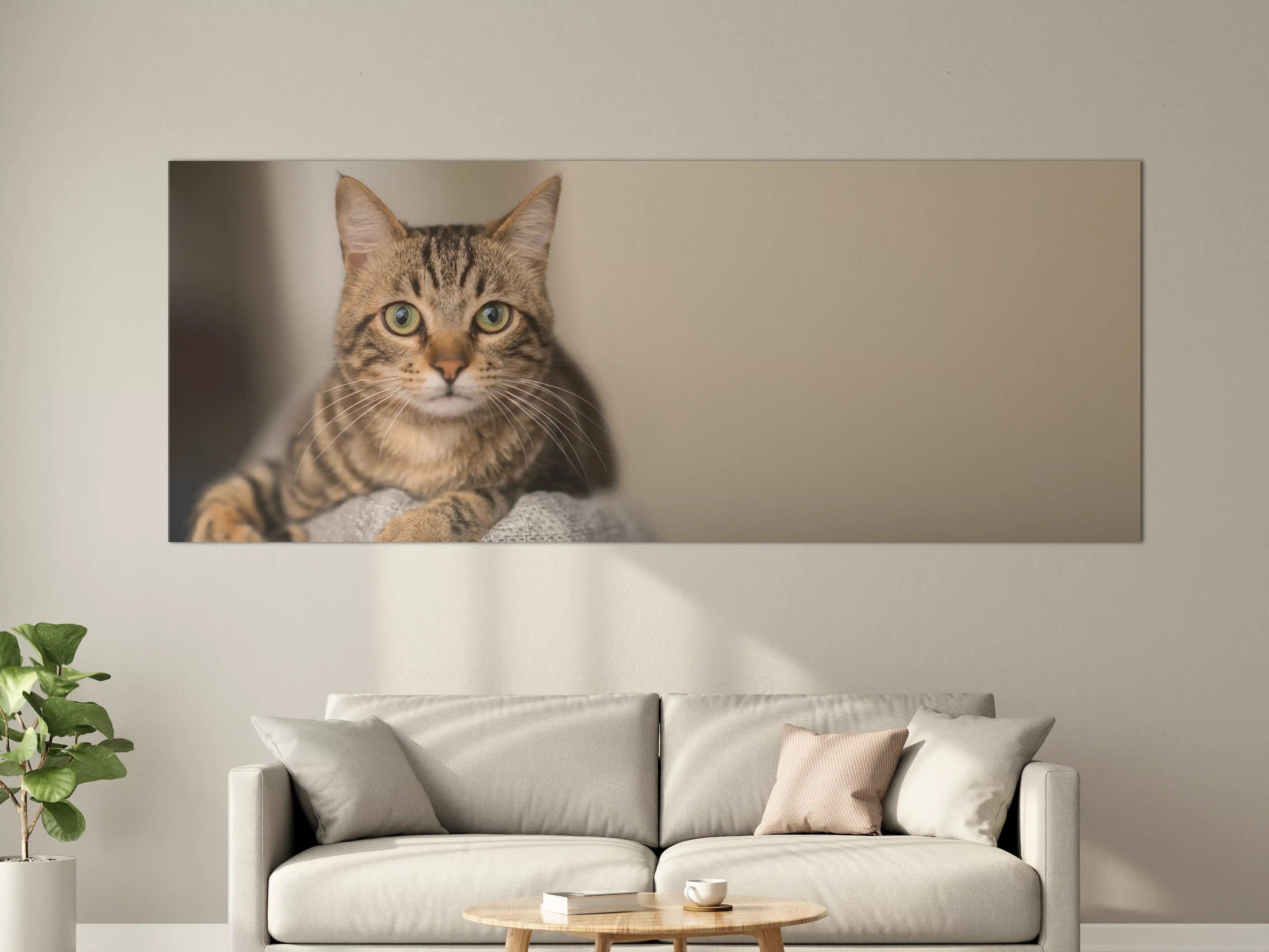 Große Wandbilder - Entspannte Hauskatze in Beige-Braun