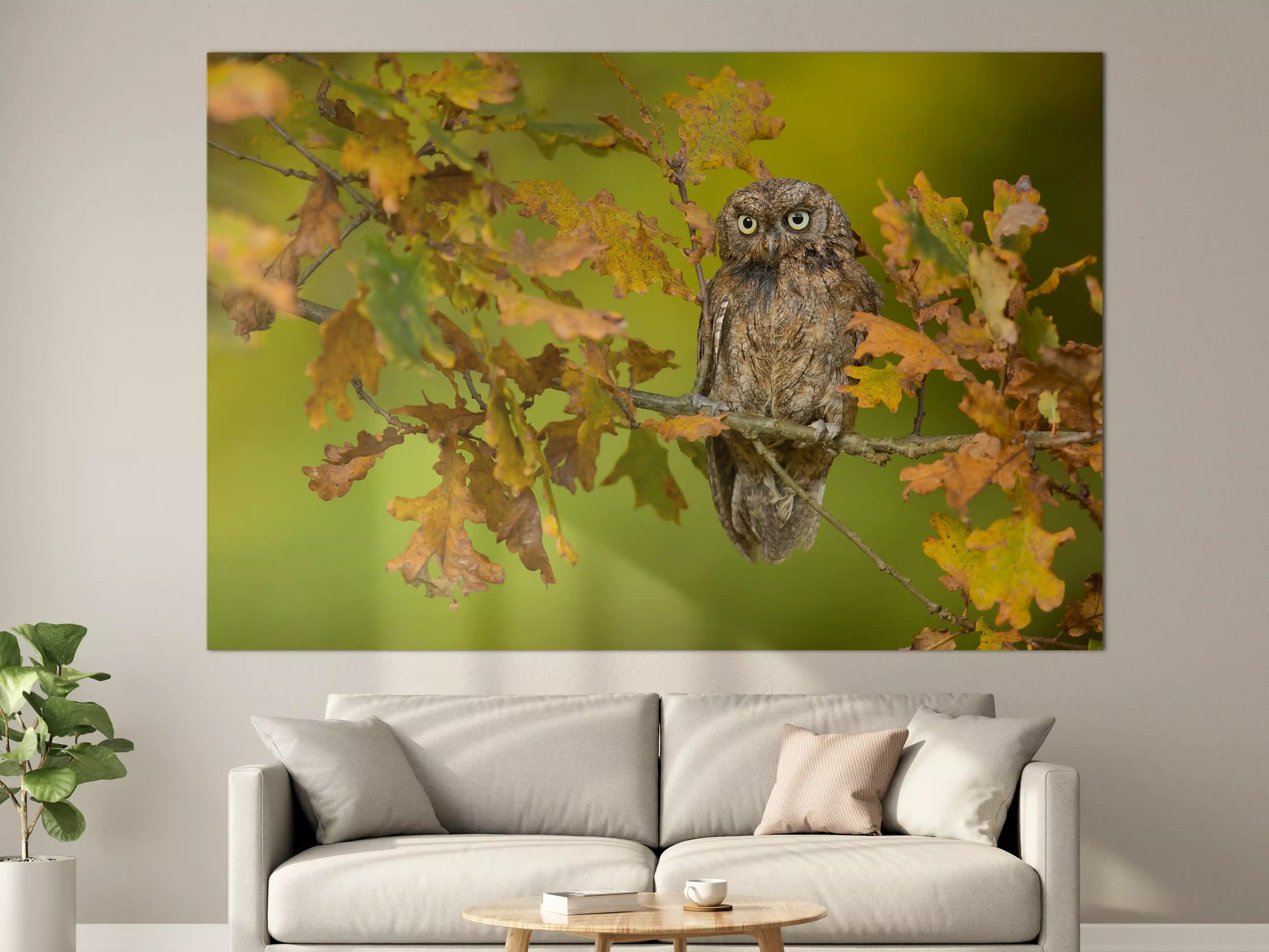 Große Wandbilder - Eulenportrait im Herbstlaub