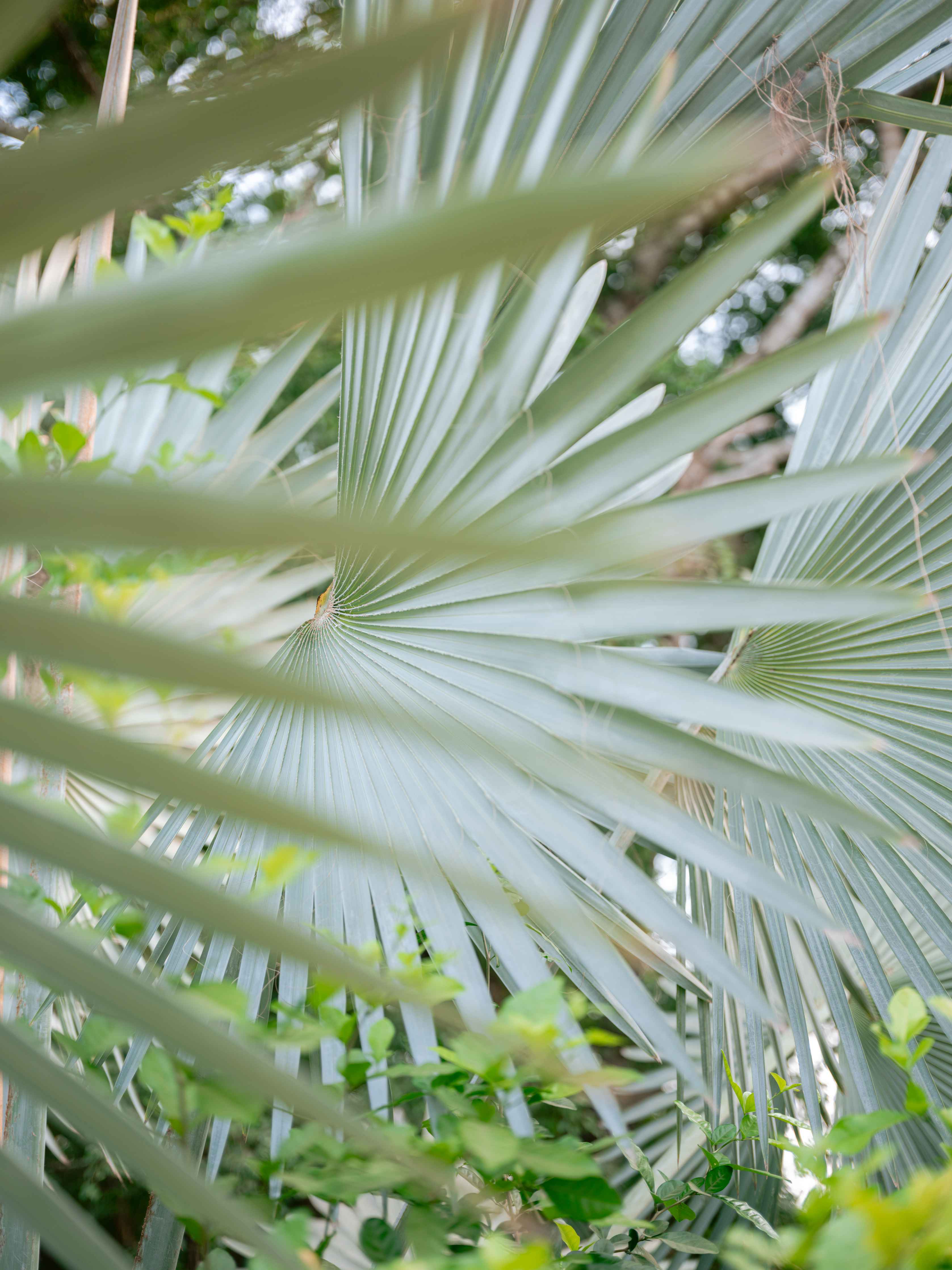 Große Wandbilder-Exotische Palmenblätter in Natur