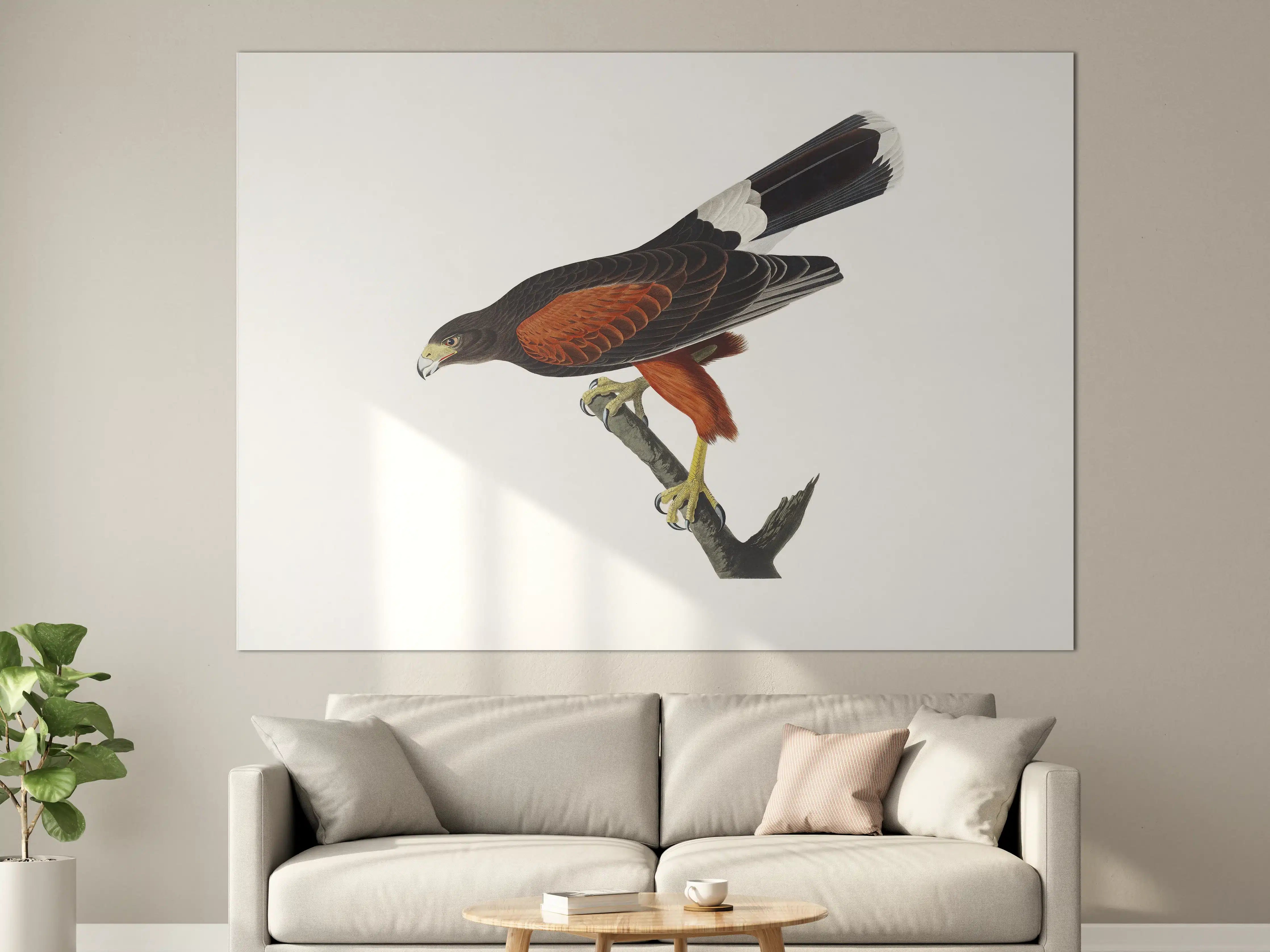 Große Wandbilder - Falken Portrait - John James Audubon