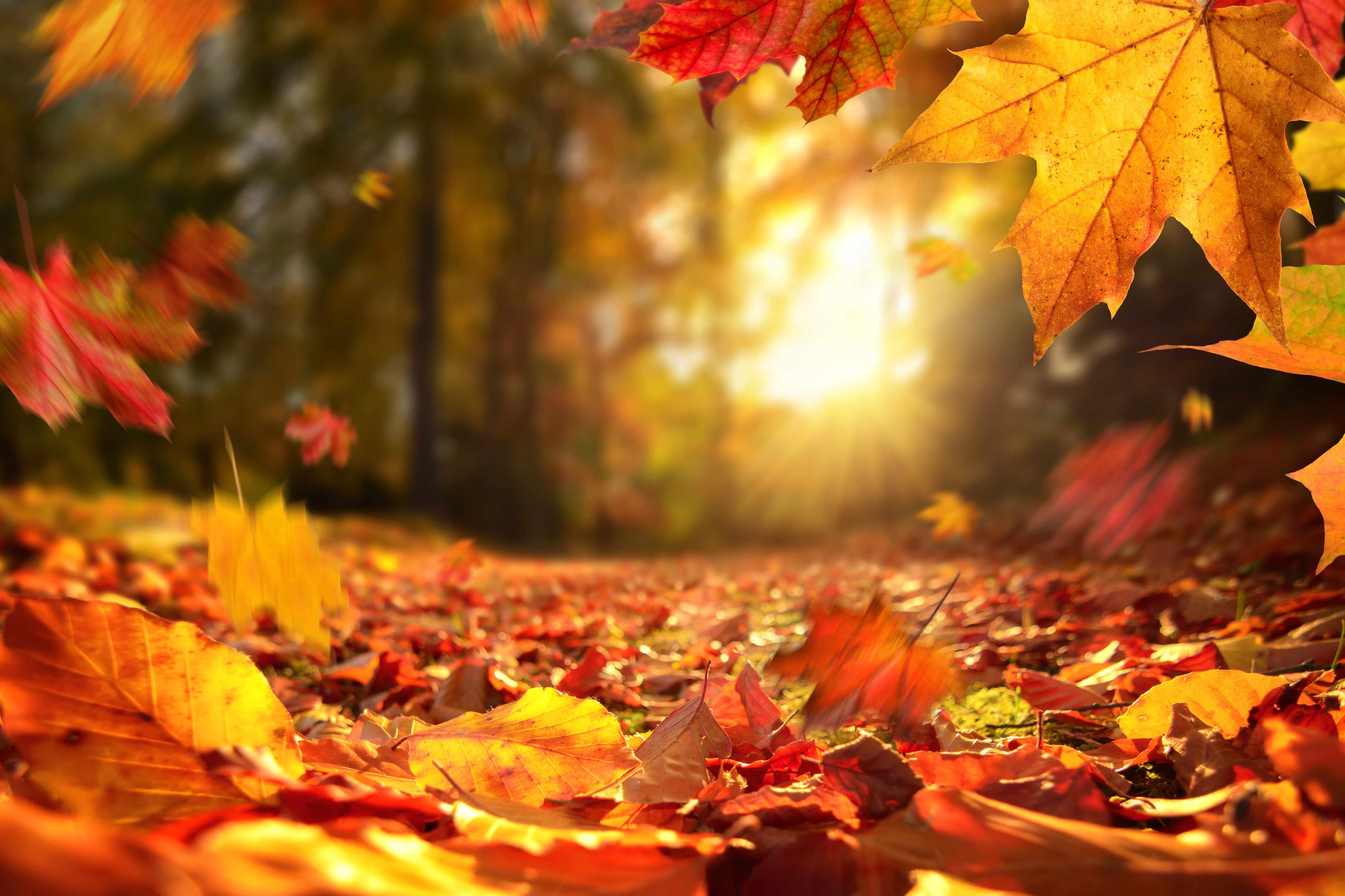 Große Wandbilder-Fallende Blätter im Herbst