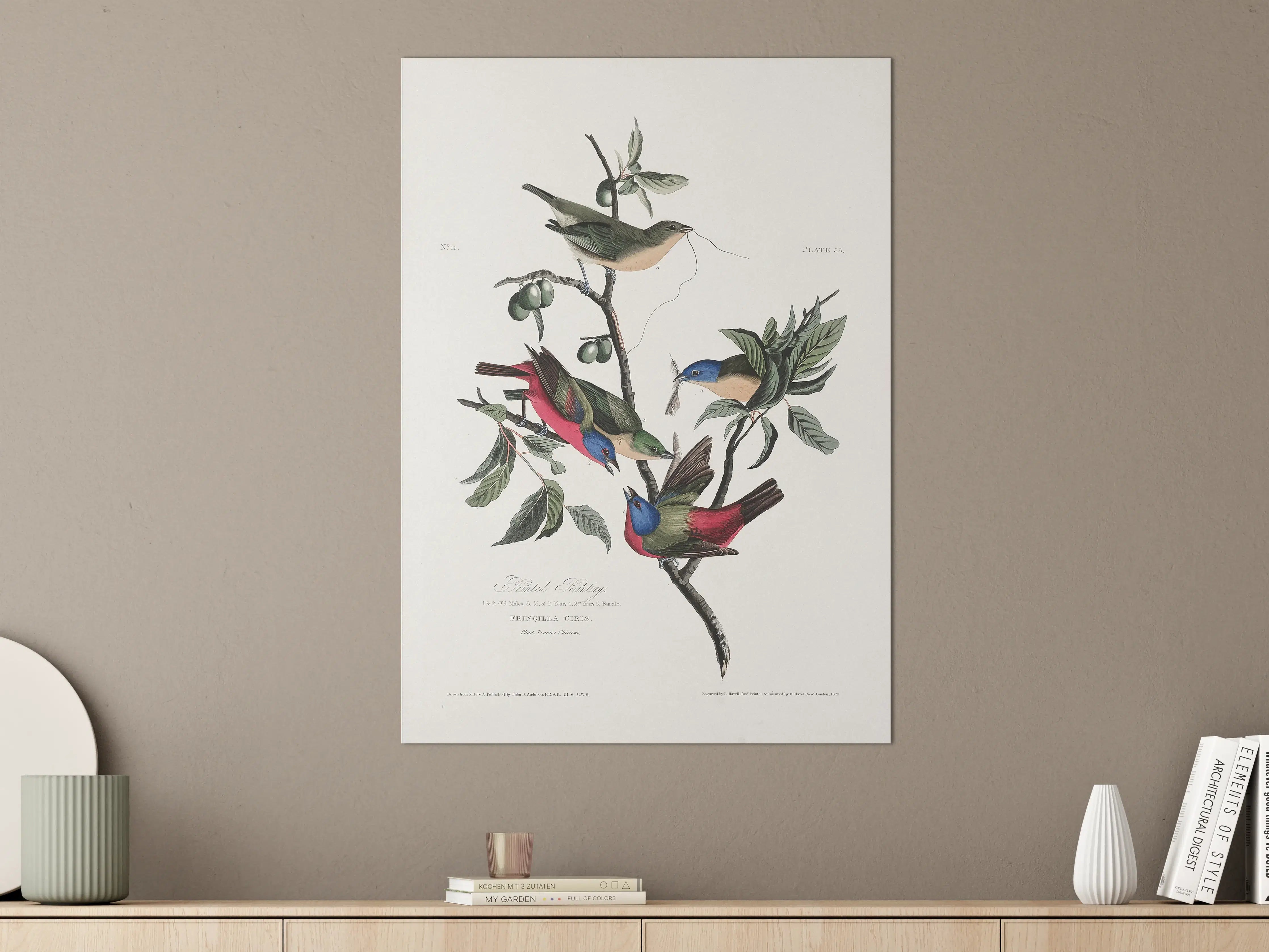 Große Wandbilder - Fink Portrait - John James Audubon