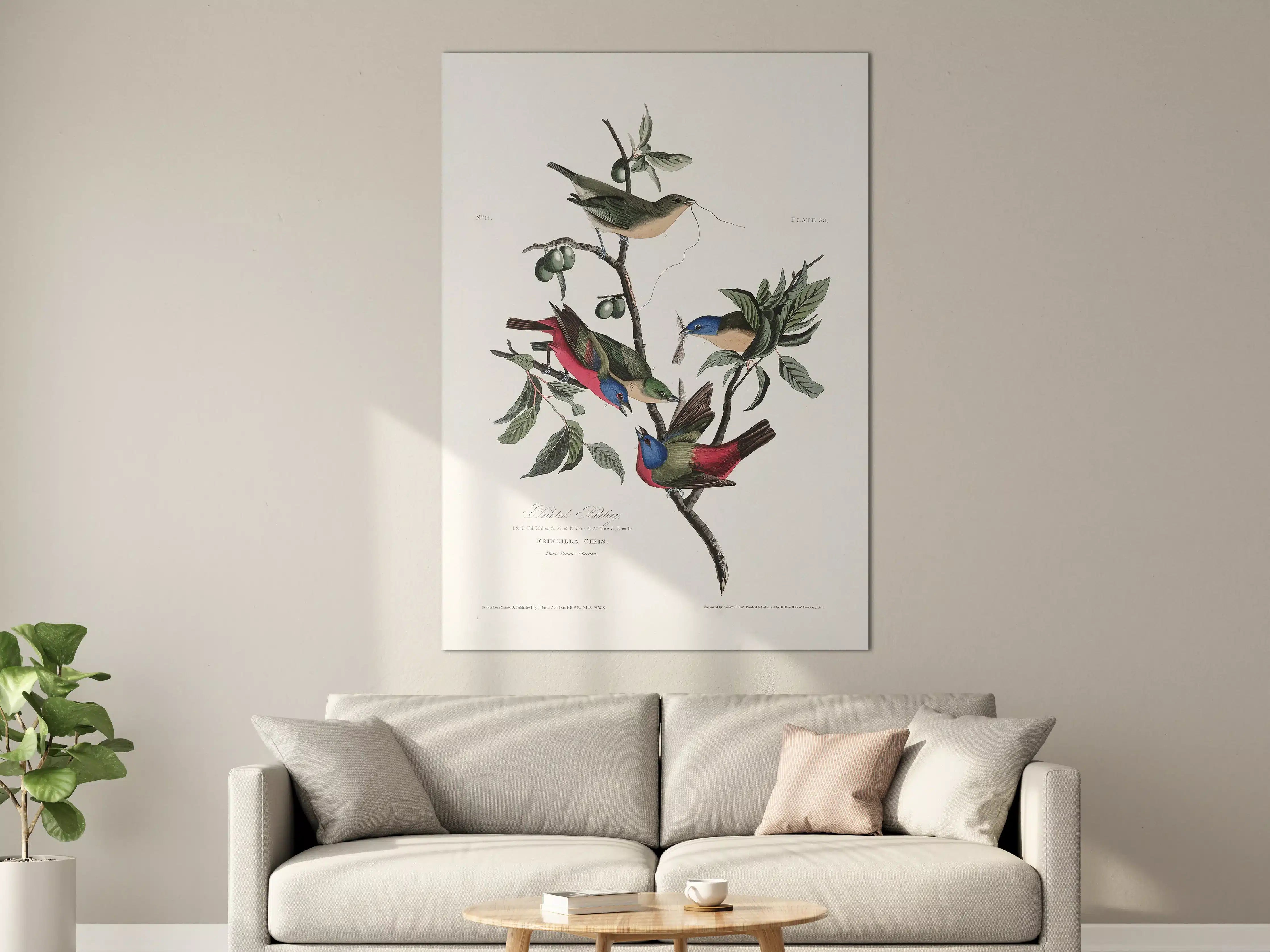 Große Wandbilder - Fink Portrait - John James Audubon