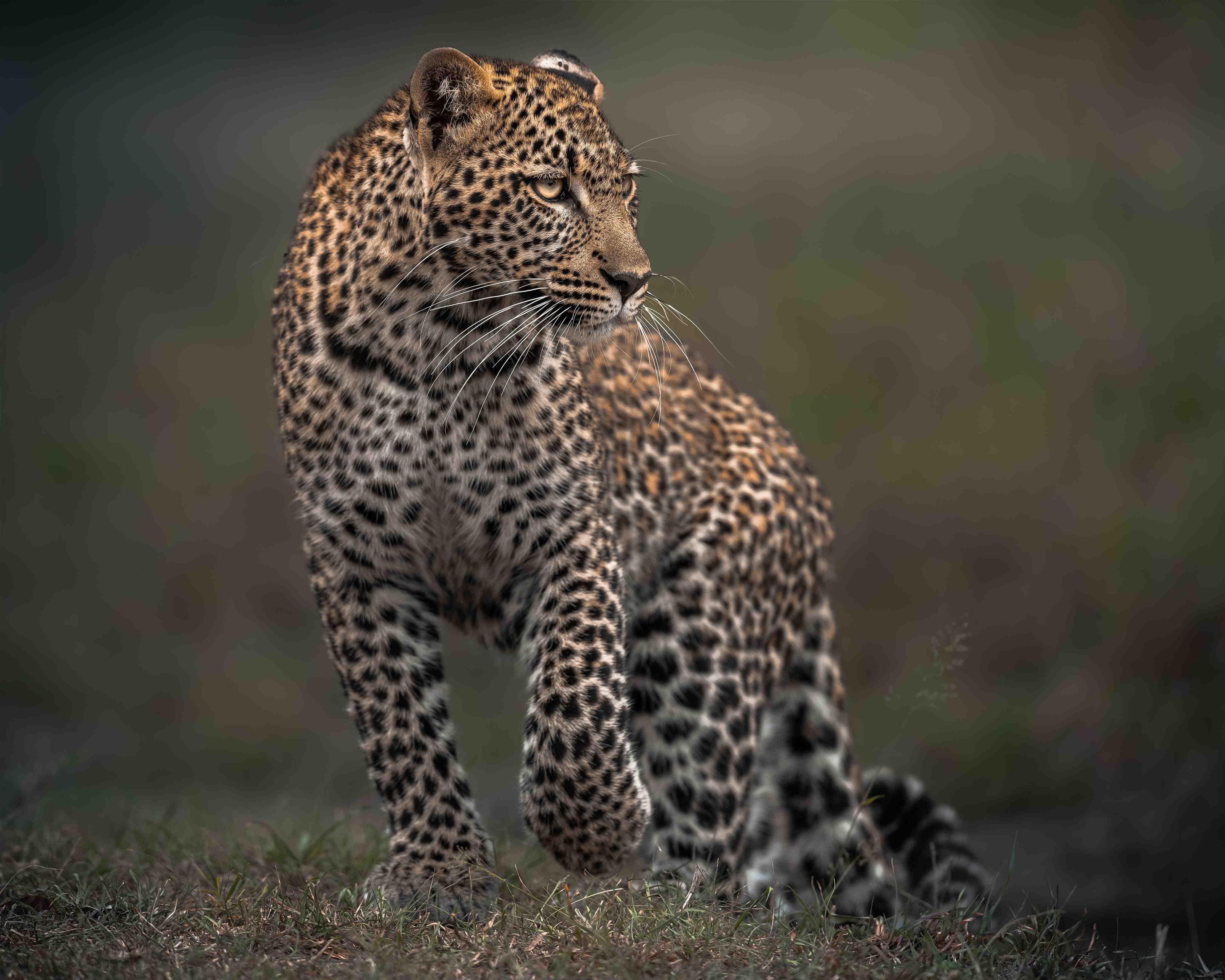 Große Wandbilder-Fokussierter Leopard - Savanne