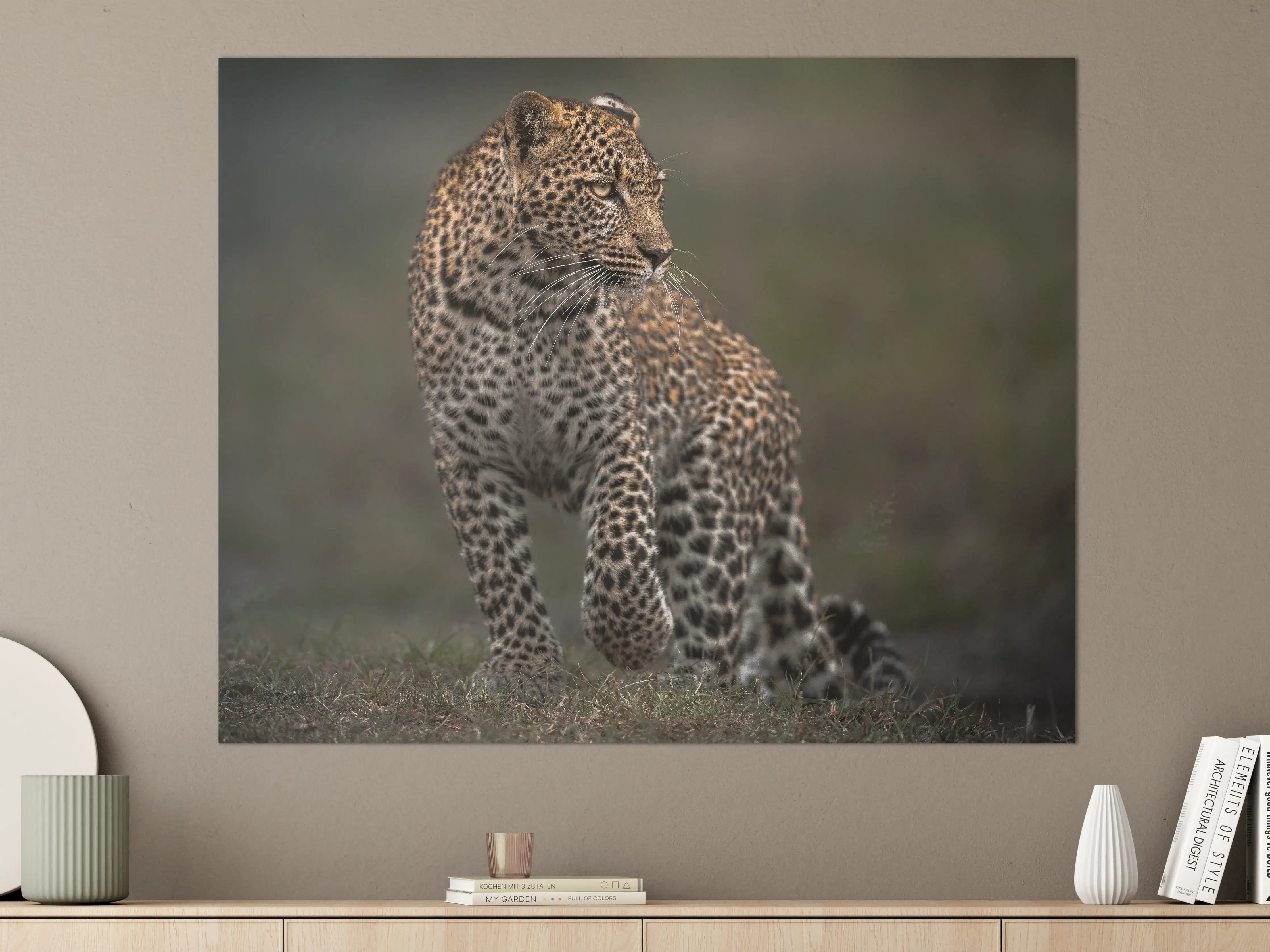 Große Wandbilder - Fokussierter Leopard - Savanne