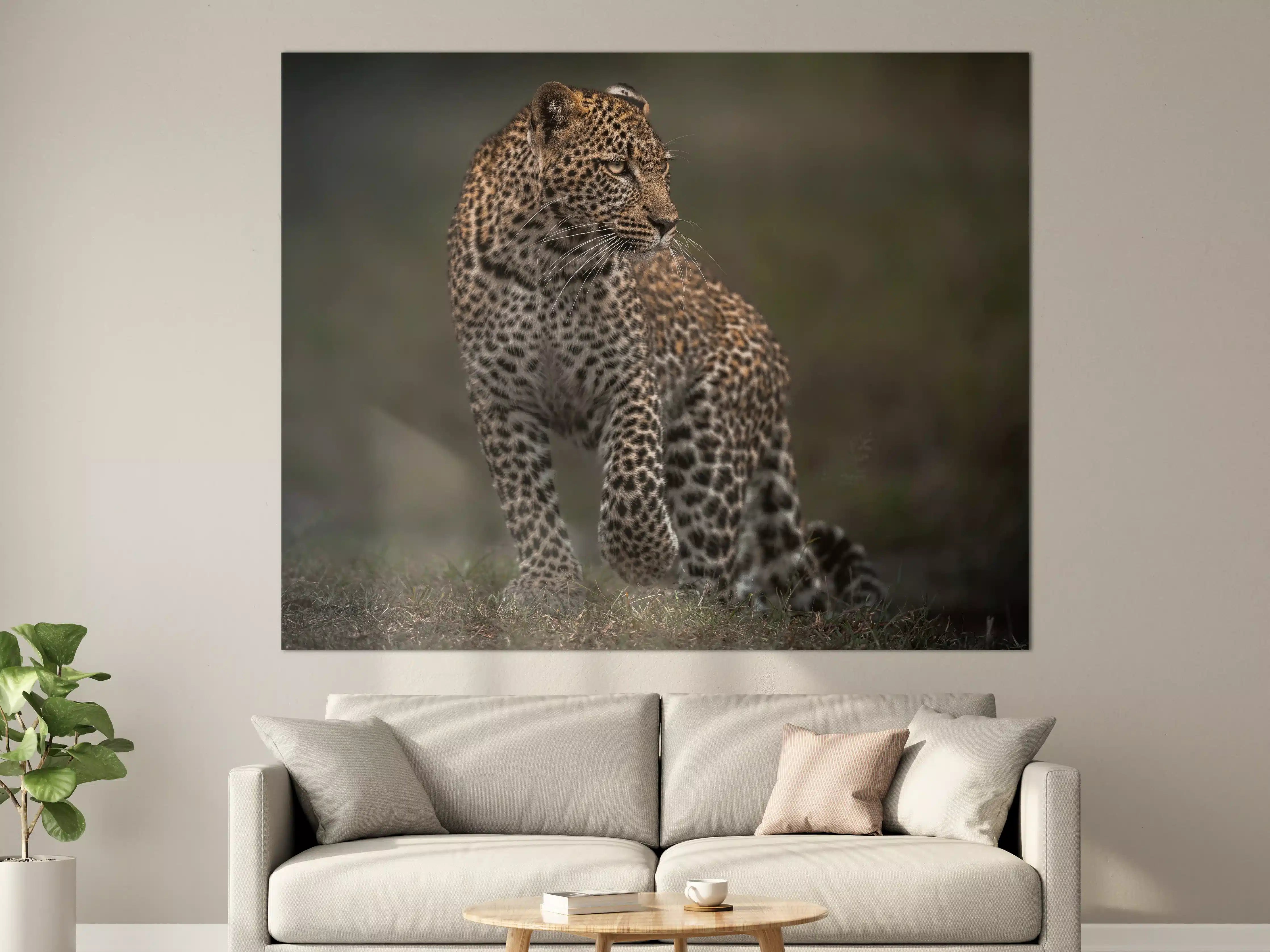 Große Wandbilder - Fokussierter Leopard - Savanne
