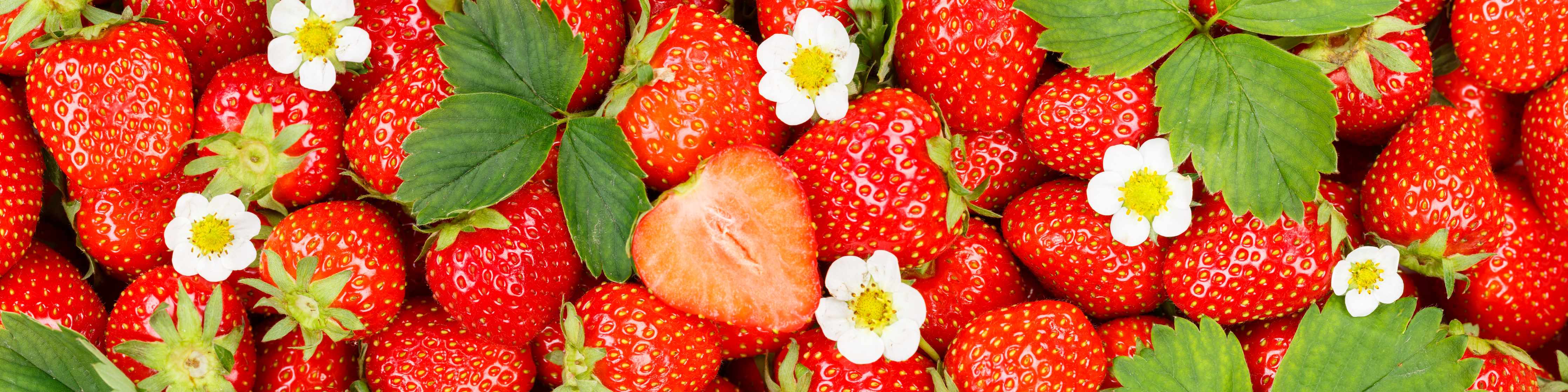 Große Wandbilder-Frische rote Erdbeeren