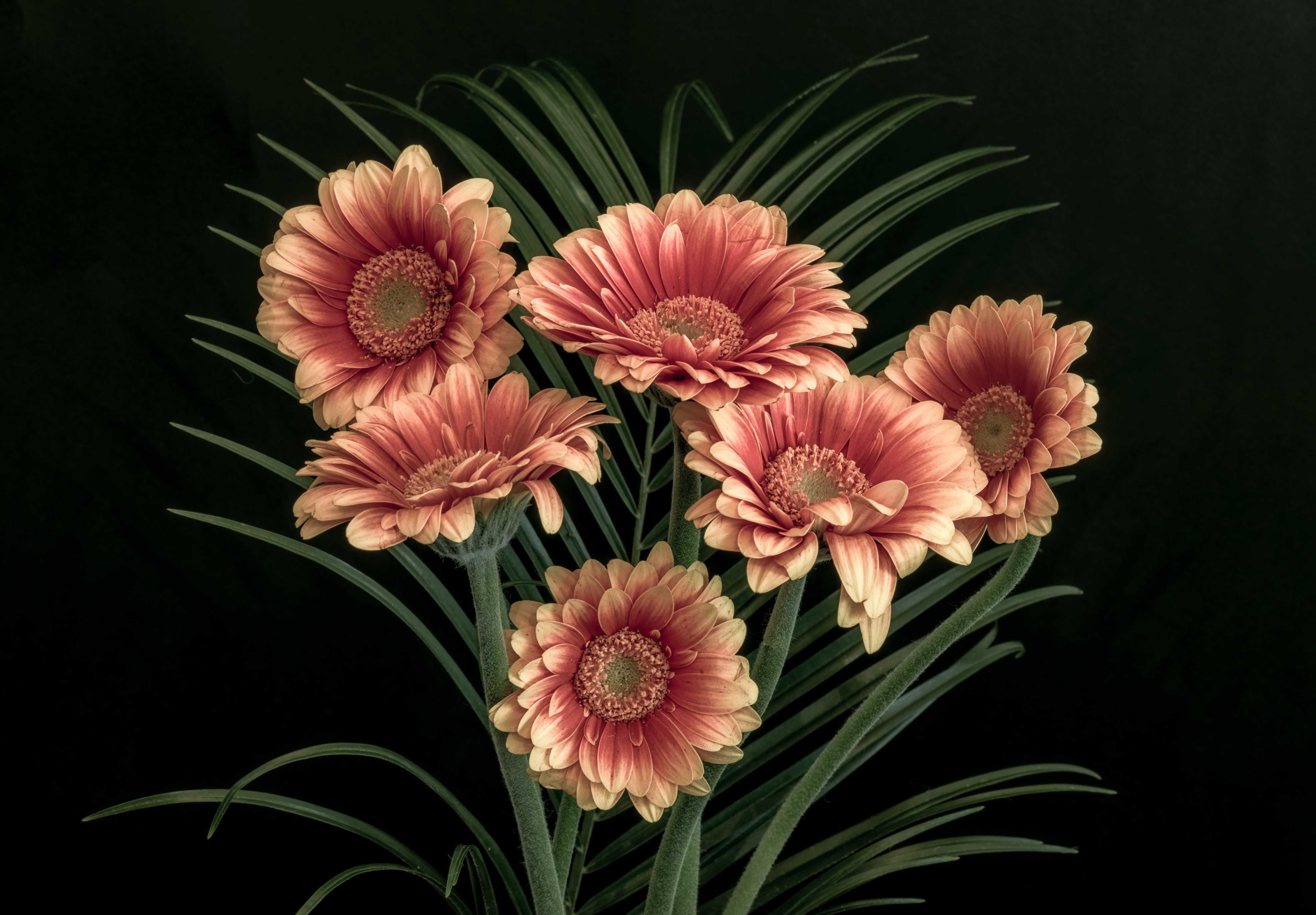 Große Wandbilder-Frischer Blumenstrauß Stillleben