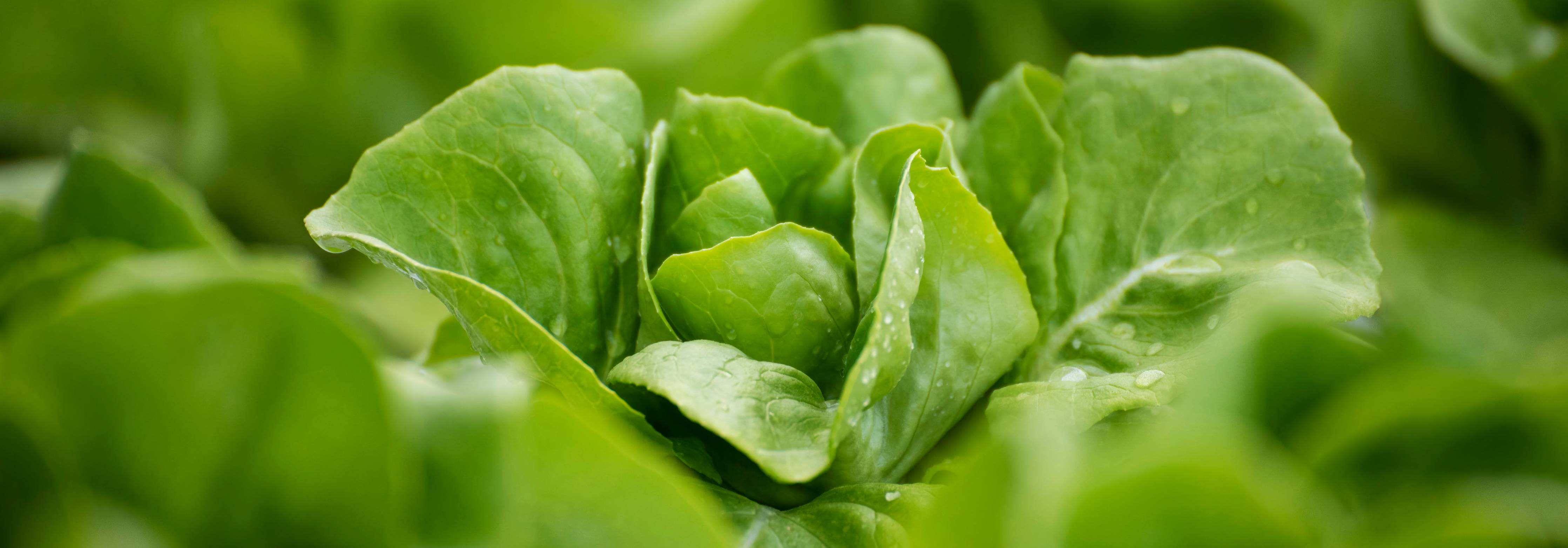 Große Wandbilder-Frischer Feldsalat Grün