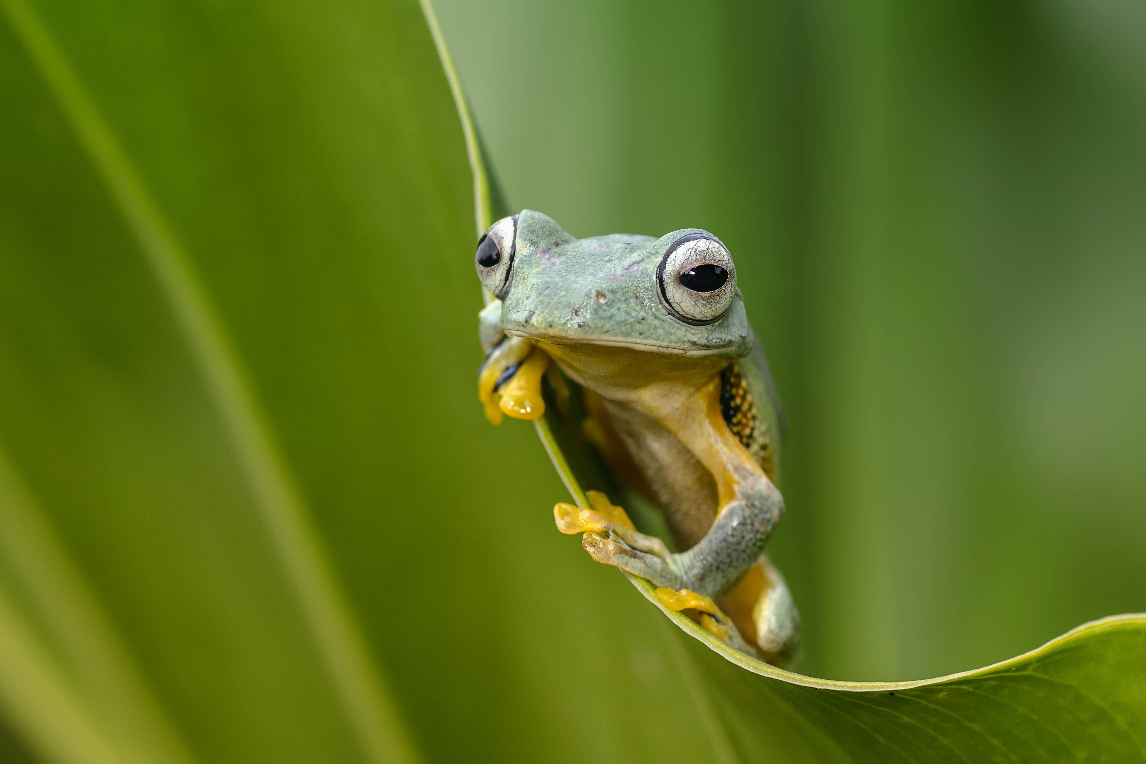Große Wandbilder-Fröhlicher Frosch auf grüner Pflanze
