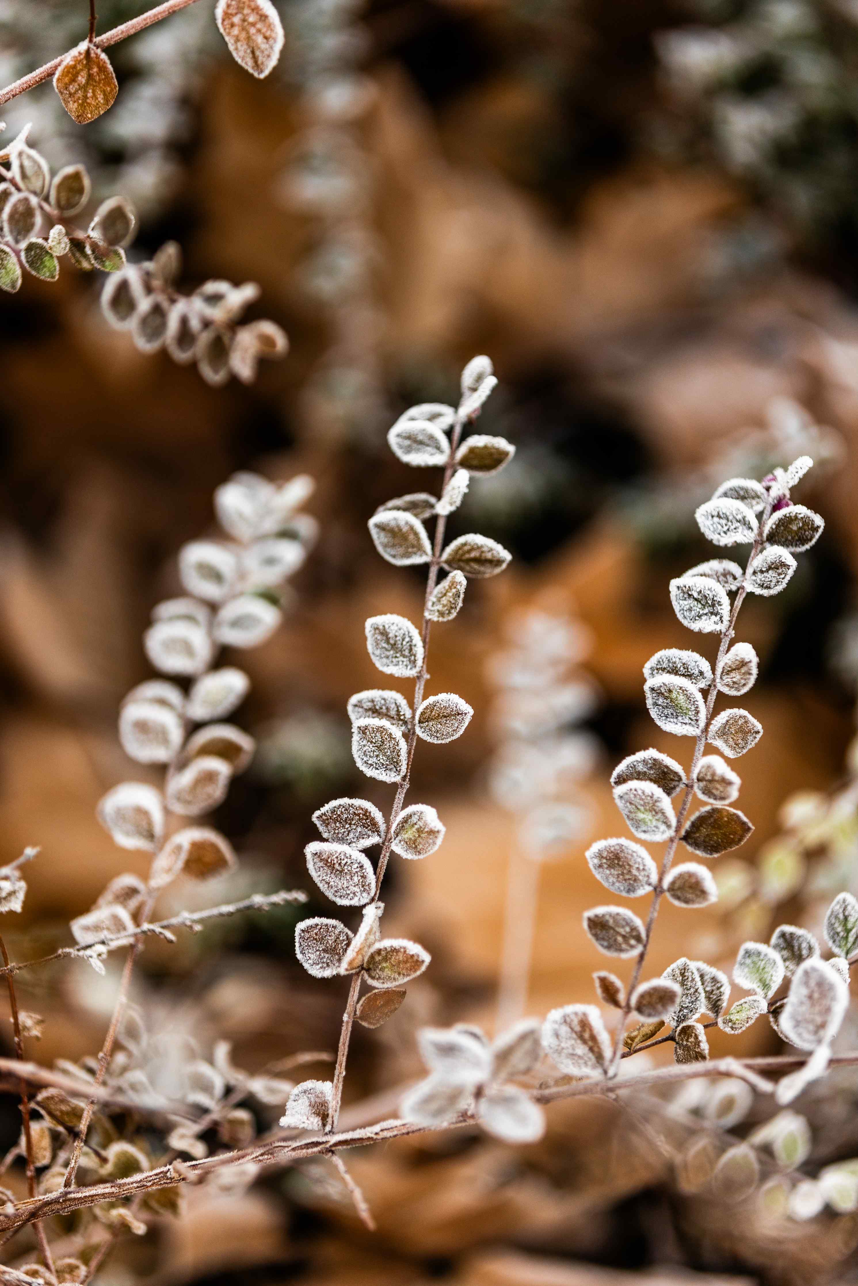 Große Wandbilder-Frostige Pflanzen im Herbst