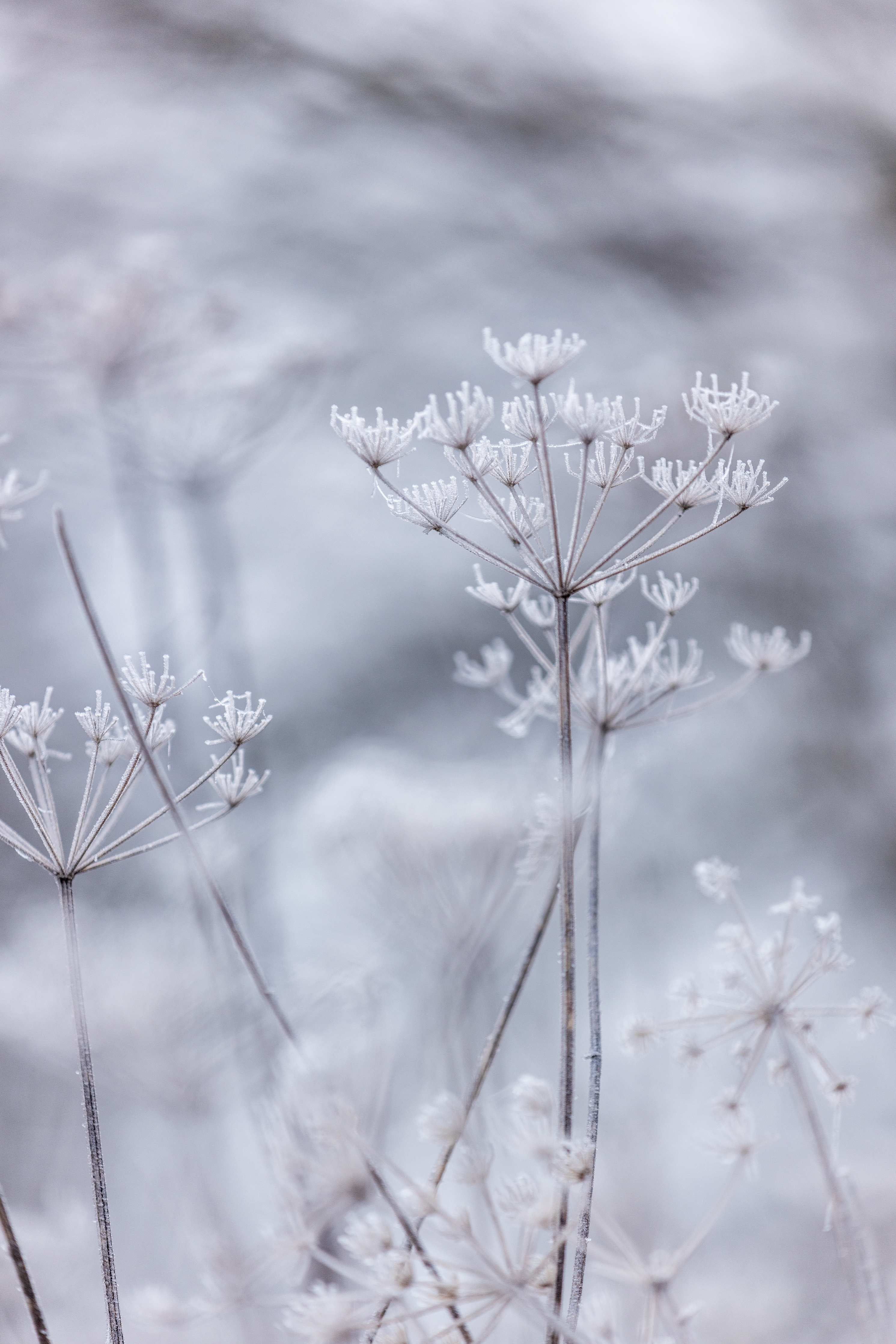 Große Wandbilder-Frostige Pflanzen im Winterlicht