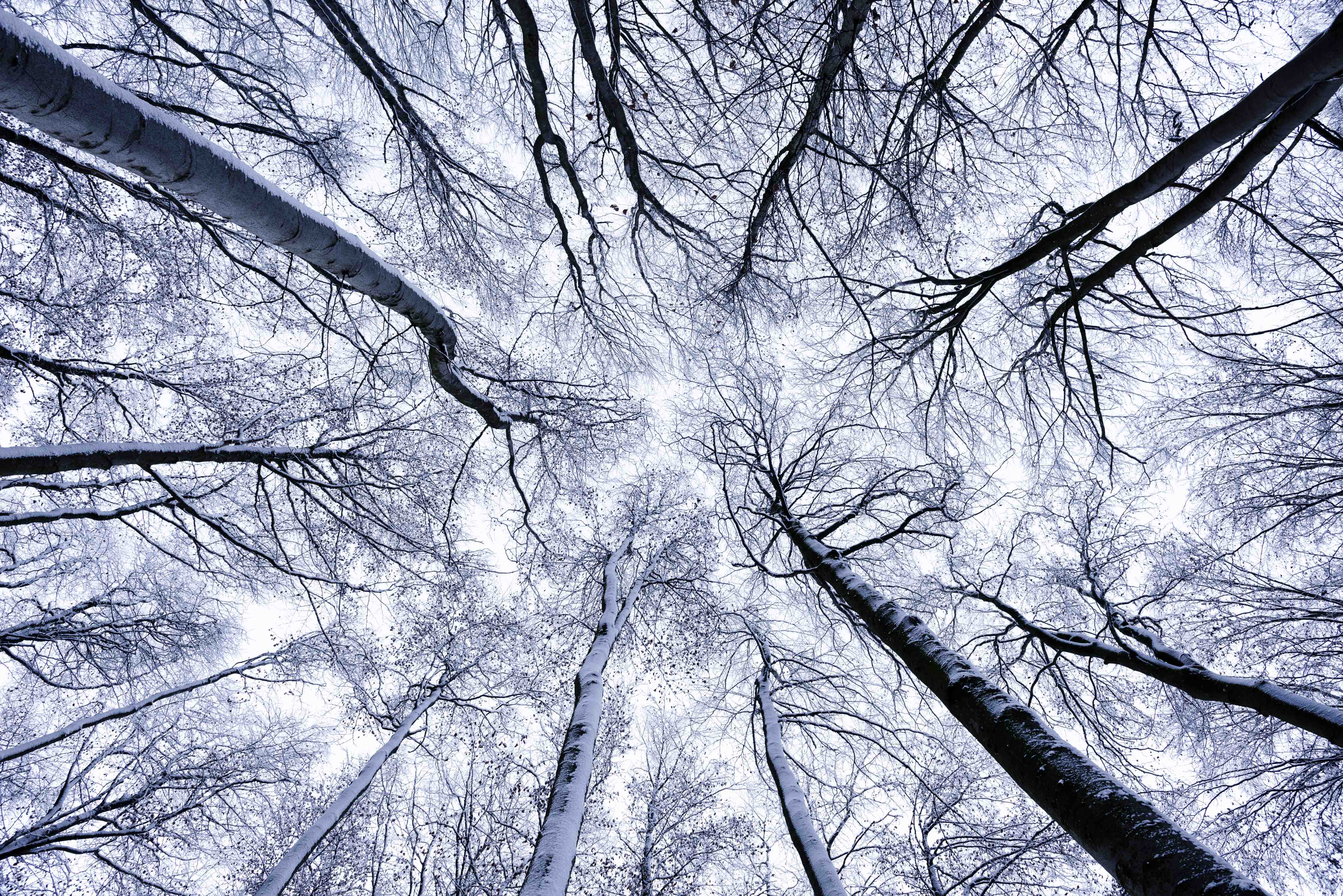 Große Wandbilder-Frostiger Wald